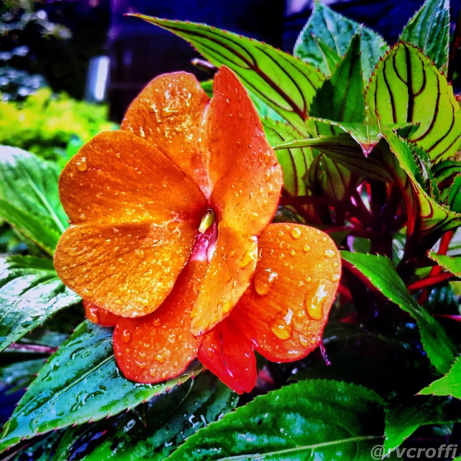 Jewelweed (Impatiens Capensis) — displaying trumpet-shaped flowers with a vibrant orange color speckled with red or brown spots, image 188