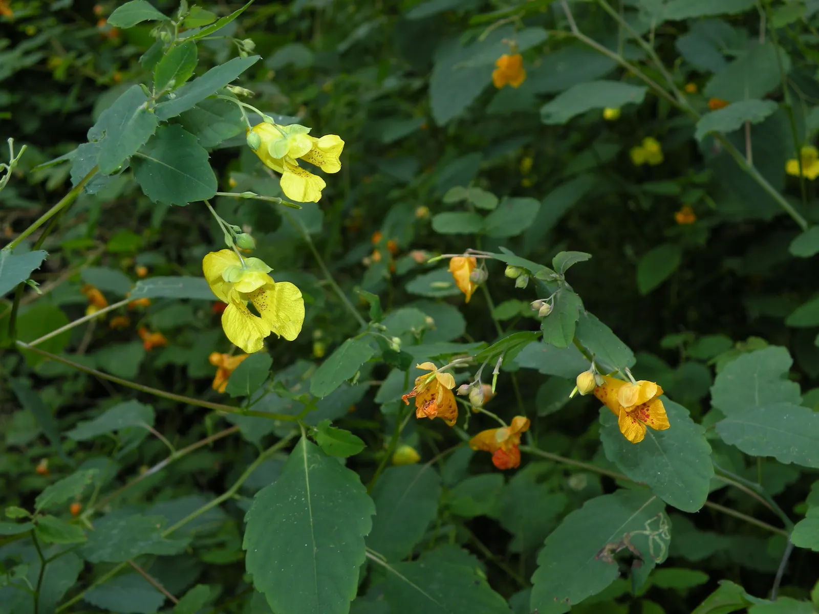 Jewelweed (Impatiens Capensis) — Its succulent stems and trumpet-shaped blooms attract hummingbirds and butterflies; annual for half or shade, image 104