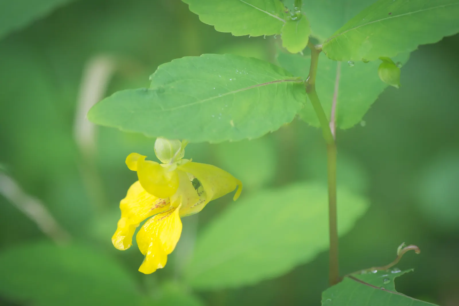 Jewelweed (Impatiens Capensis) — It's a self-seeding annual that can spread vigorously in favorable conditions; the flowers are roughly 1-inch in, image 106