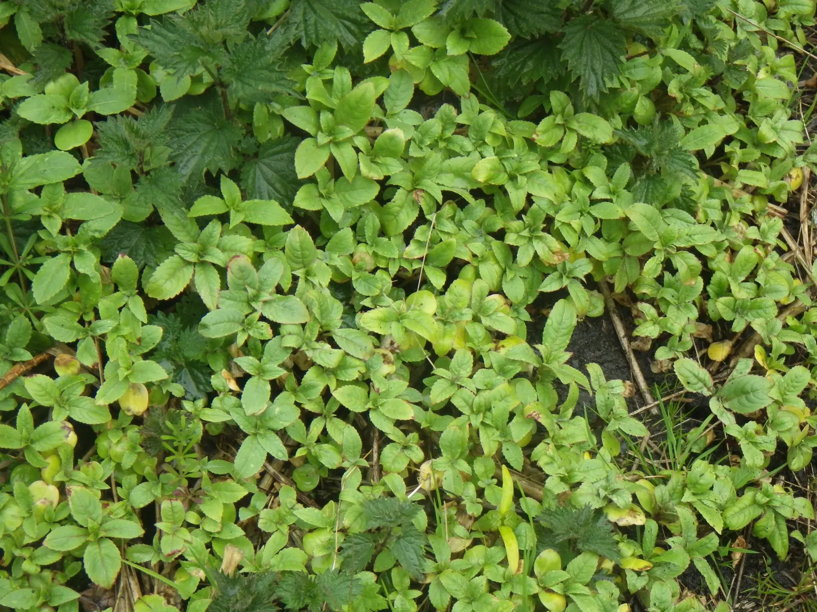 Jewelweed (Impatiens Capensis) — dispersing seeds up to several feet away; particularly in wet or shady areas, image 141