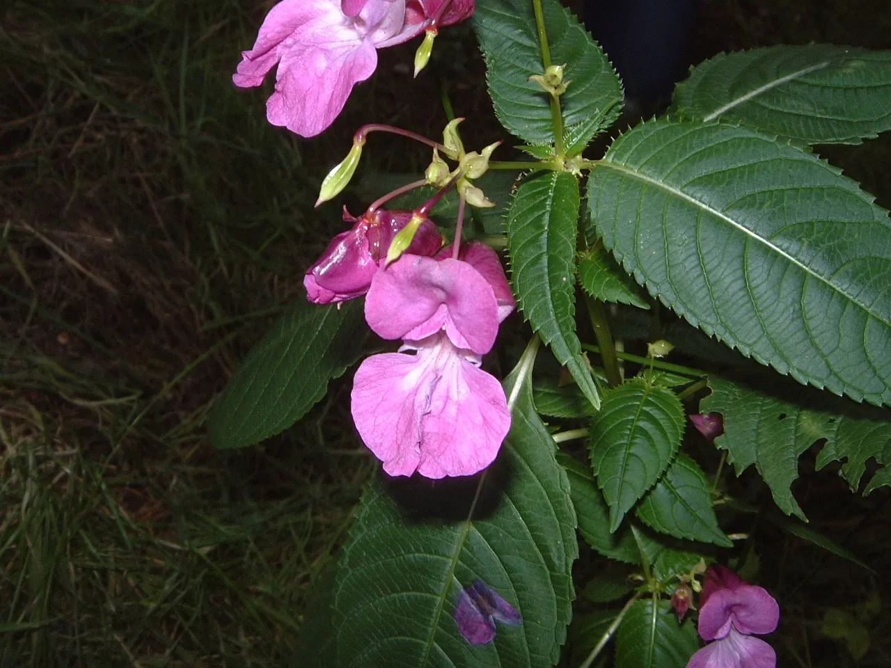 Jewelweed (Impatiens Capensis) — also known as Touch-Me-Not; its succulent stems and trumpet-shaped blooms attract hummingbirds and butterflies, image 51