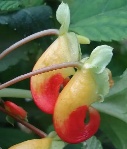 Jewelweed (Impatiens Capensis) — It's a self-seeding annual that can spread vigorously in favorable conditions; the flowers are roughly 1-inch in, image 181