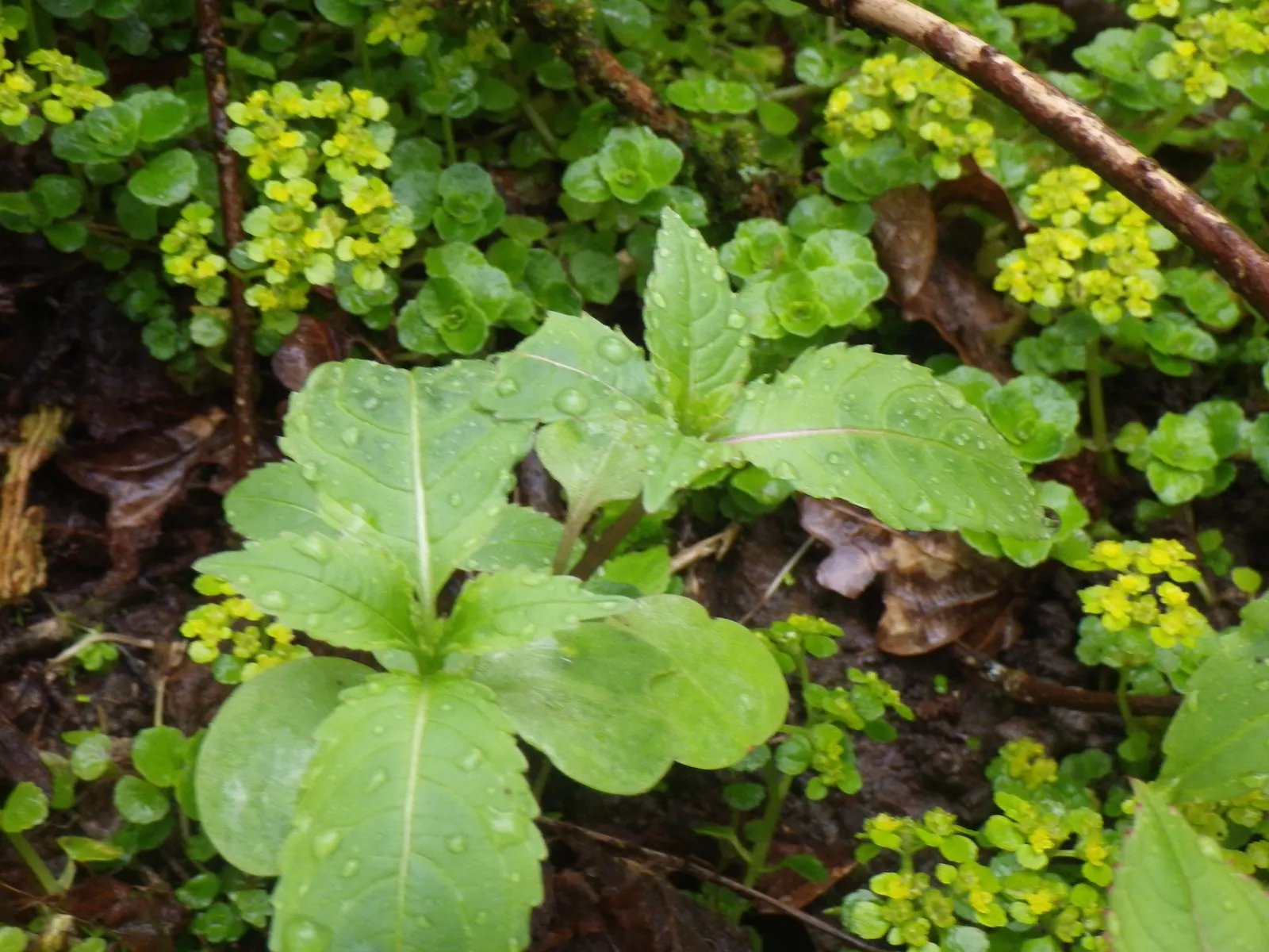 Jewelweed (Impatiens Capensis) — particularly in wet or shady areas