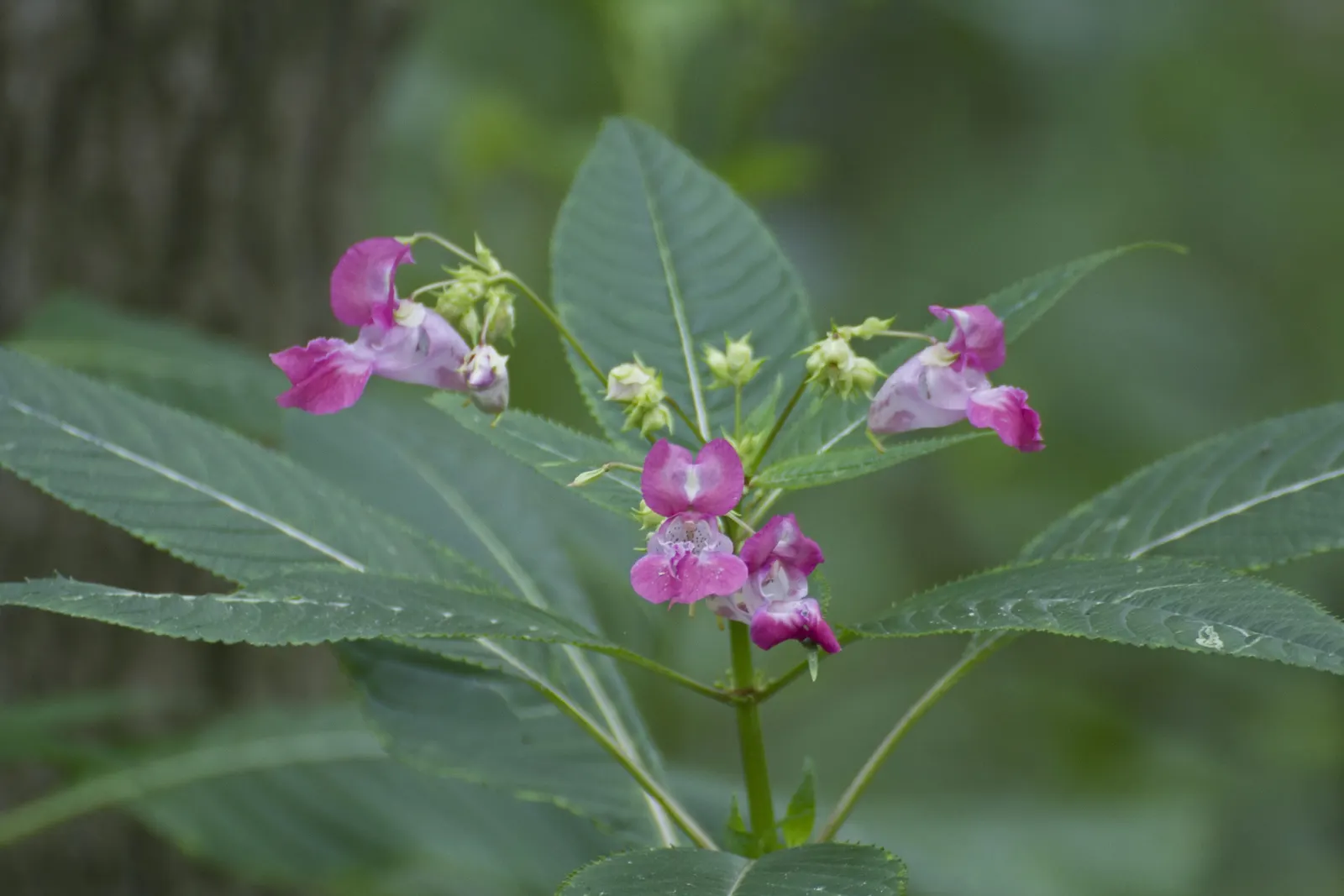 Jewelweed (Impatiens Capensis) — Another intriguing feature is its seed pods which burst open when touched; graces gardens with its vibrant, image 140