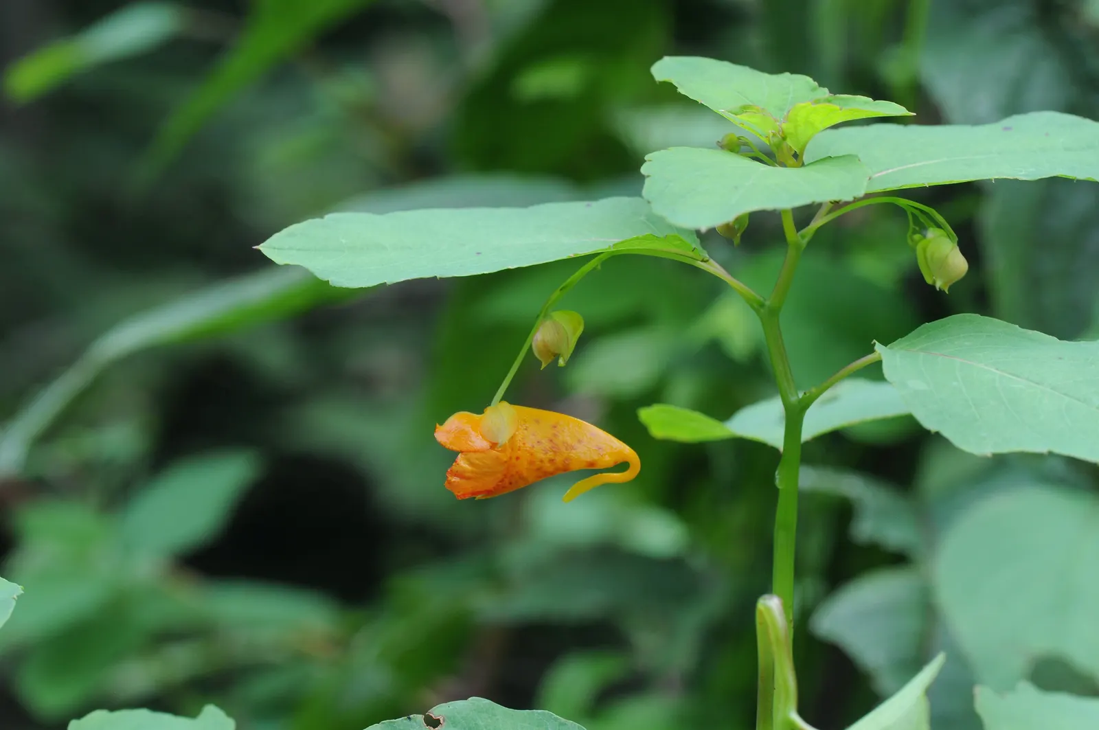 Jewelweed (Impatiens Capensis) — It thrives in hardiness zones 2 through 11 and is valued for its high tolerance to moist conditions; annual with, image 111