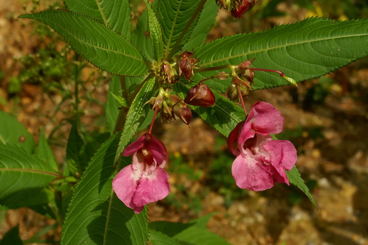 Jewelweed (Impatiens Capensis) — is a North American native annual plant that can be a delightful addition to your landscape