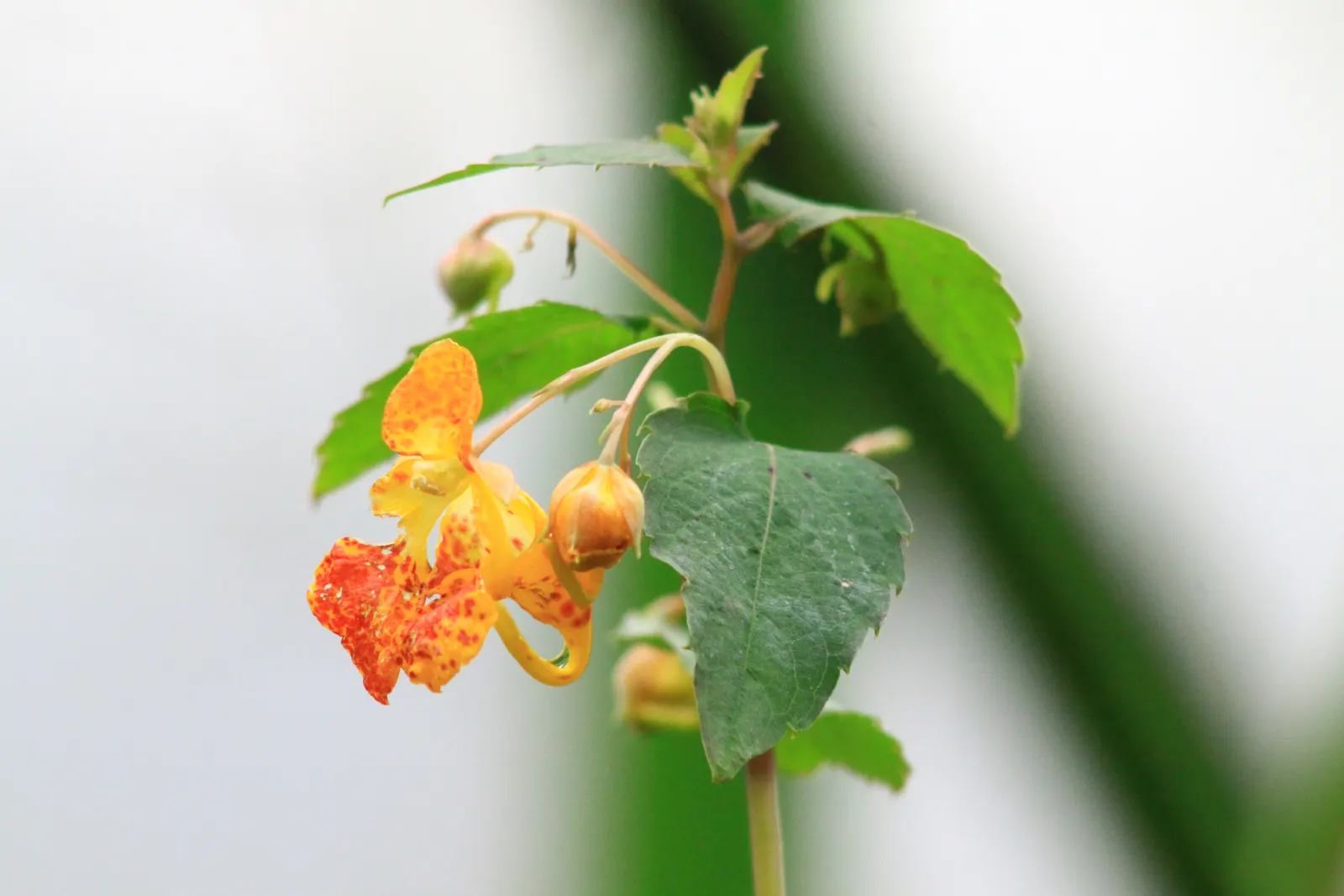 Jewelweed (Impatiens Capensis) — commonly referred to as Jewelweed or Orange Touch-Me-Not; offering not only aesthetic appeal but also serving as a, image 182