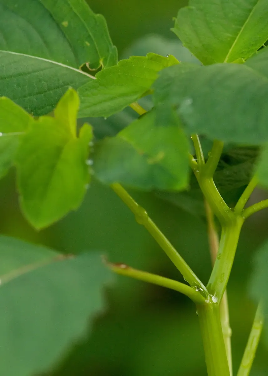 Jewelweed (Impatiens Capensis) — also known as Touch-Me-Not; its succulent stems and trumpet-shaped blooms attract hummingbirds and butterflies, image 176