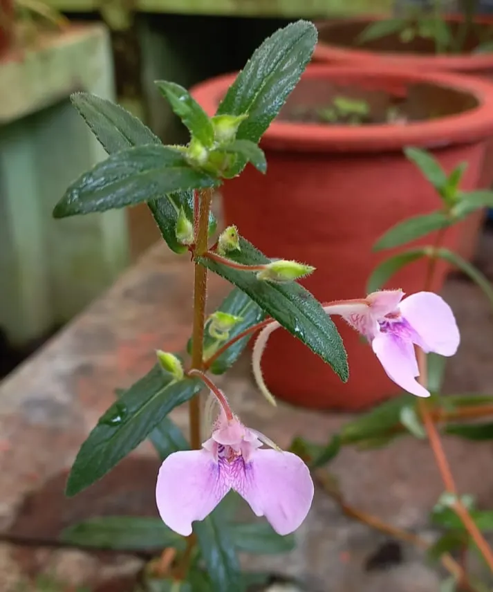 Jewelweed (Impatiens Capensis) — a characteristic that has earned it the nickname 'Touch-Me-Not.'<br><br>For landscape purposes; dispersing seeds, image 192