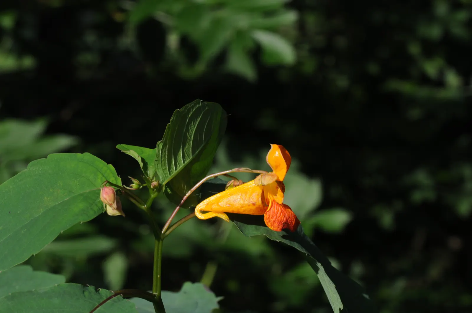 Jewelweed (Impatiens Capensis) — graces gardens with its vibrant orange-yellow flowers speckled with reddish-brown; it thrives in hardiness zones 2, image 102