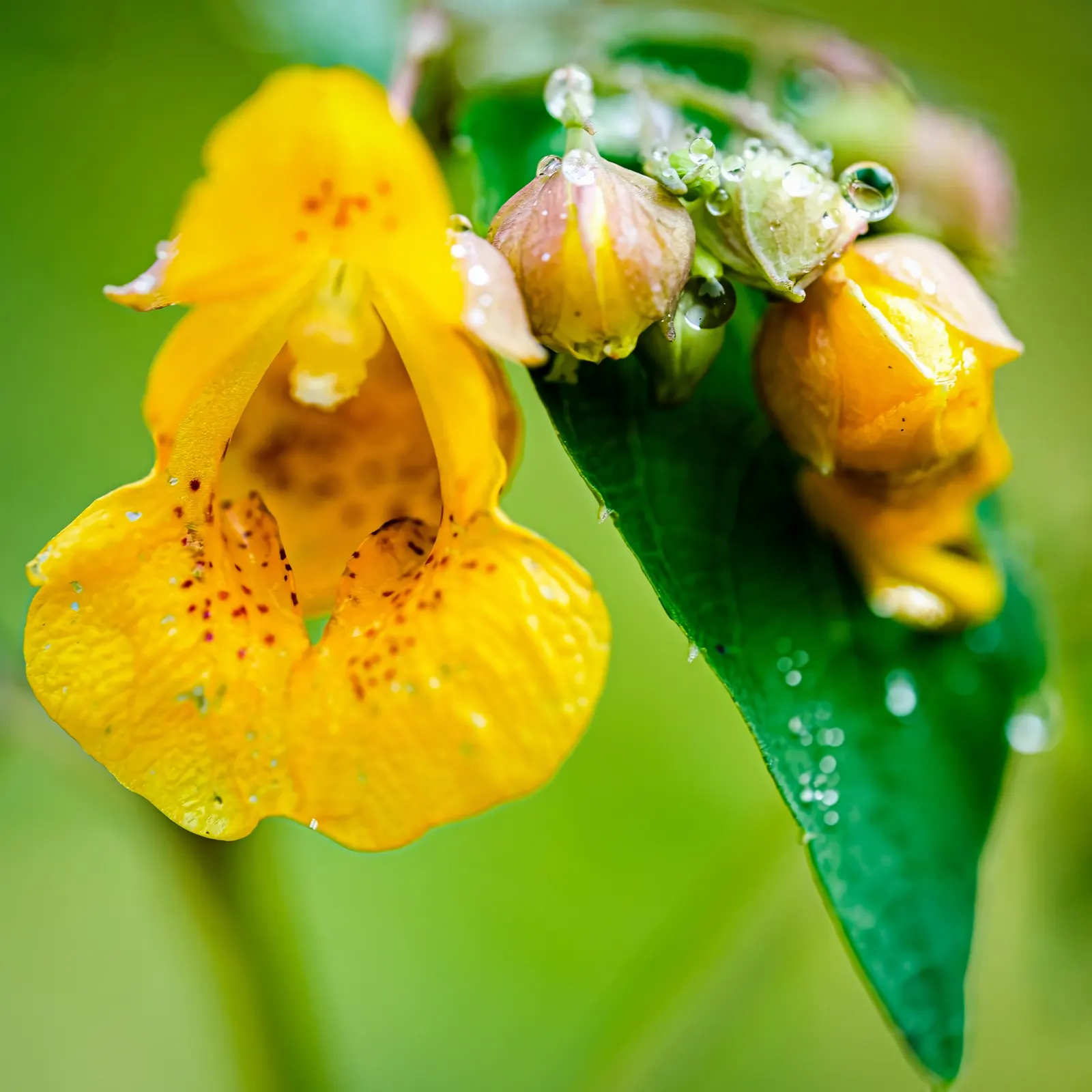 Jewelweed (Impatiens Capensis) — displaying trumpet-shaped flowers with a vibrant orange color speckled with red or brown spots, image 88