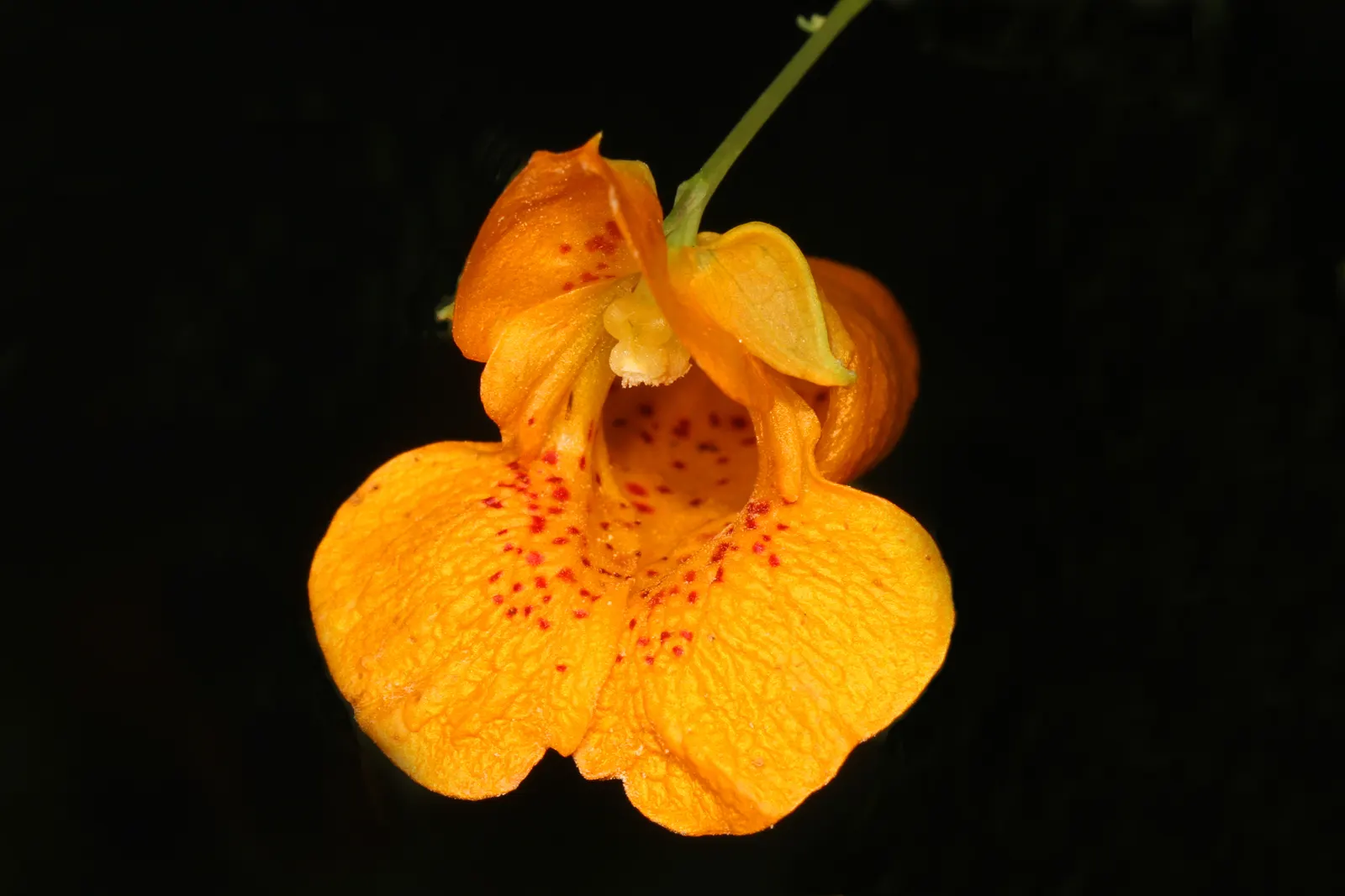Jewelweed (Impatiens Capensis) — This North American native typically grows 2 to 5 feet tall and thrives in moist, shady areas; it's important to, image 153