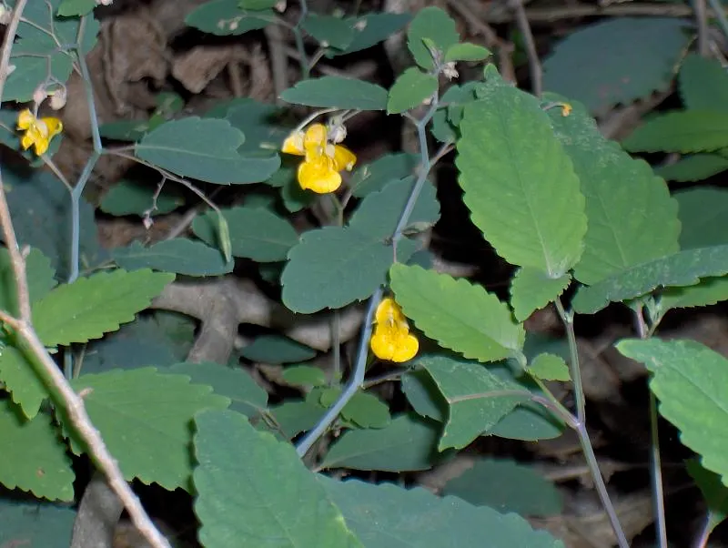 Jewelweed (Impatiens Capensis) — orange flowers in the garden; is a North American native annual plant that can be a delightful addition to your, image 123