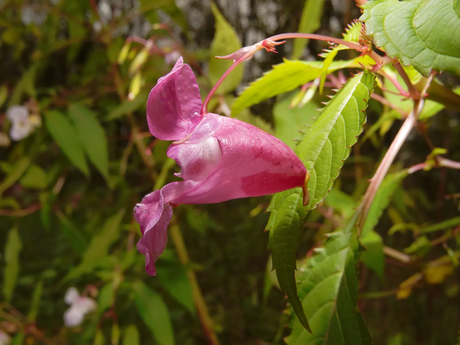 Jewelweed (Impatiens Capensis) — it's important to note that Jewelweed prefers partial to full shade and consistently damp soil