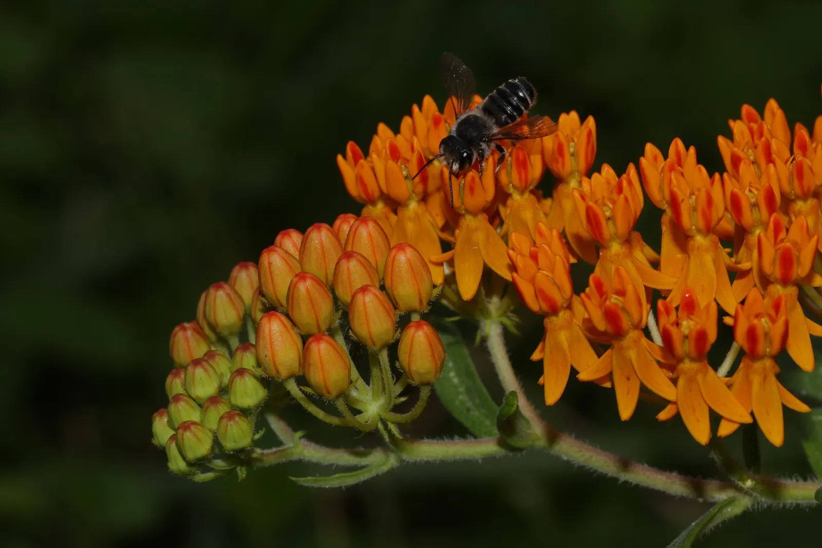 Jewelweed (Impatiens Capensis) — This plant typically reaches a height of 2 to 5 feet and spreads about 1.5 to 2 feet wide; a characteristic that, image 85