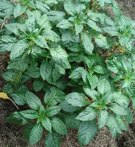 Jewelweed (Impatiens Capensis) — Its natural habitat includes stream banks and moist woodlands; it's a self-seeding annual that can spread, image 87
