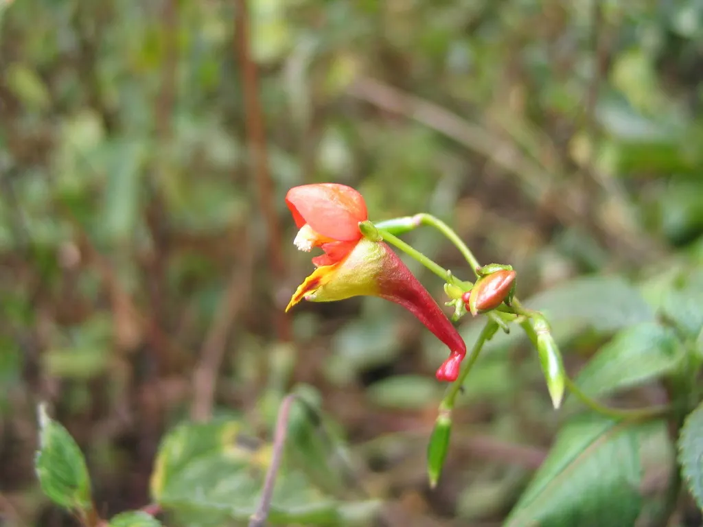 Jewelweed (Impatiens Capensis) — commonly referred to as Jewelweed or Orange Touch-Me-Not