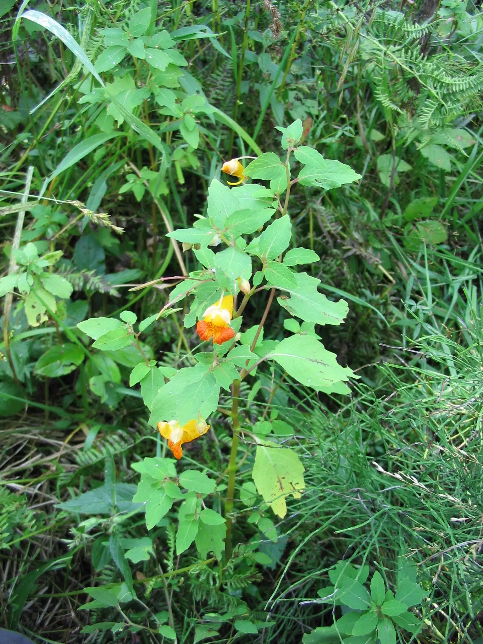 Jewelweed (Impatiens Capensis) — commonly referred to as Jewelweed or Orange Touch-Me-Not; offering not only aesthetic appeal but also serving as a, image 132