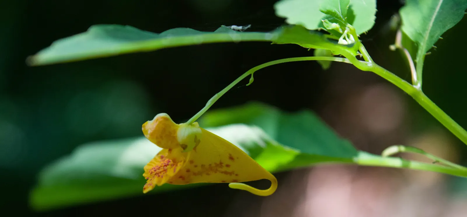 Jewelweed (Impatiens Capensis) — but is adaptable and can tolerate a variety of soil types; making it an excellent choice for wildlife gardens, image 69
