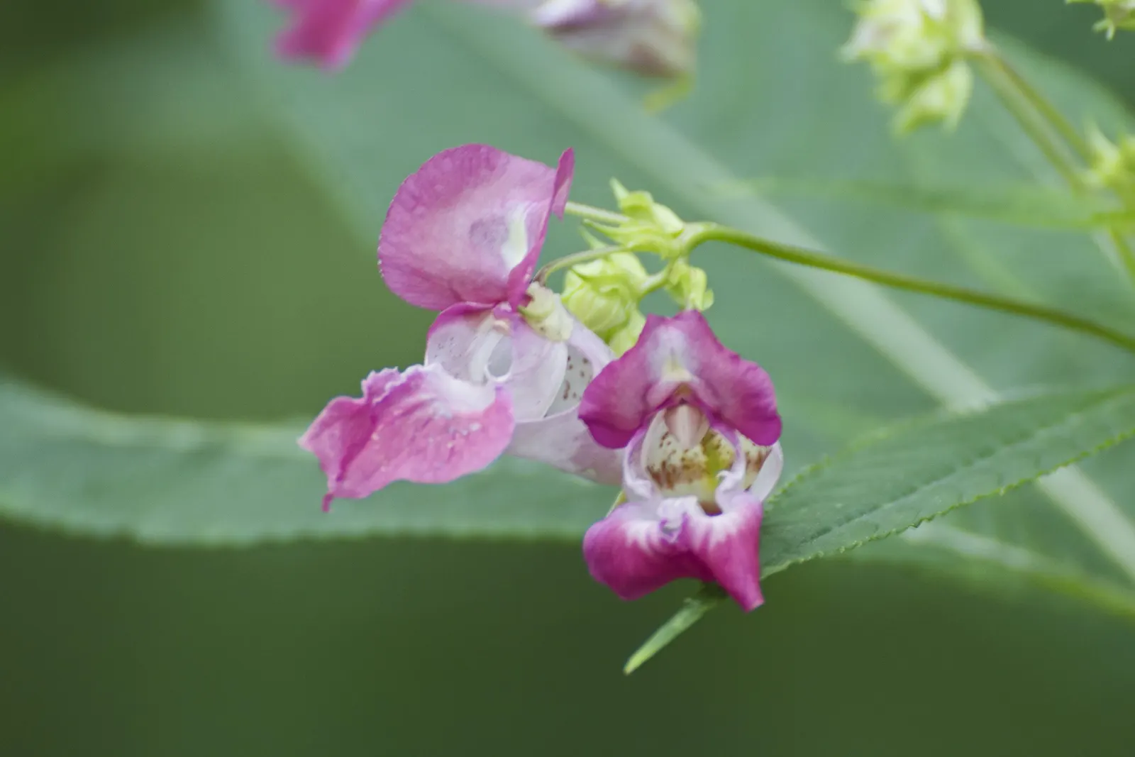 Jewelweed (Impatiens Capensis) — but is adaptable and can tolerate a variety of soil types