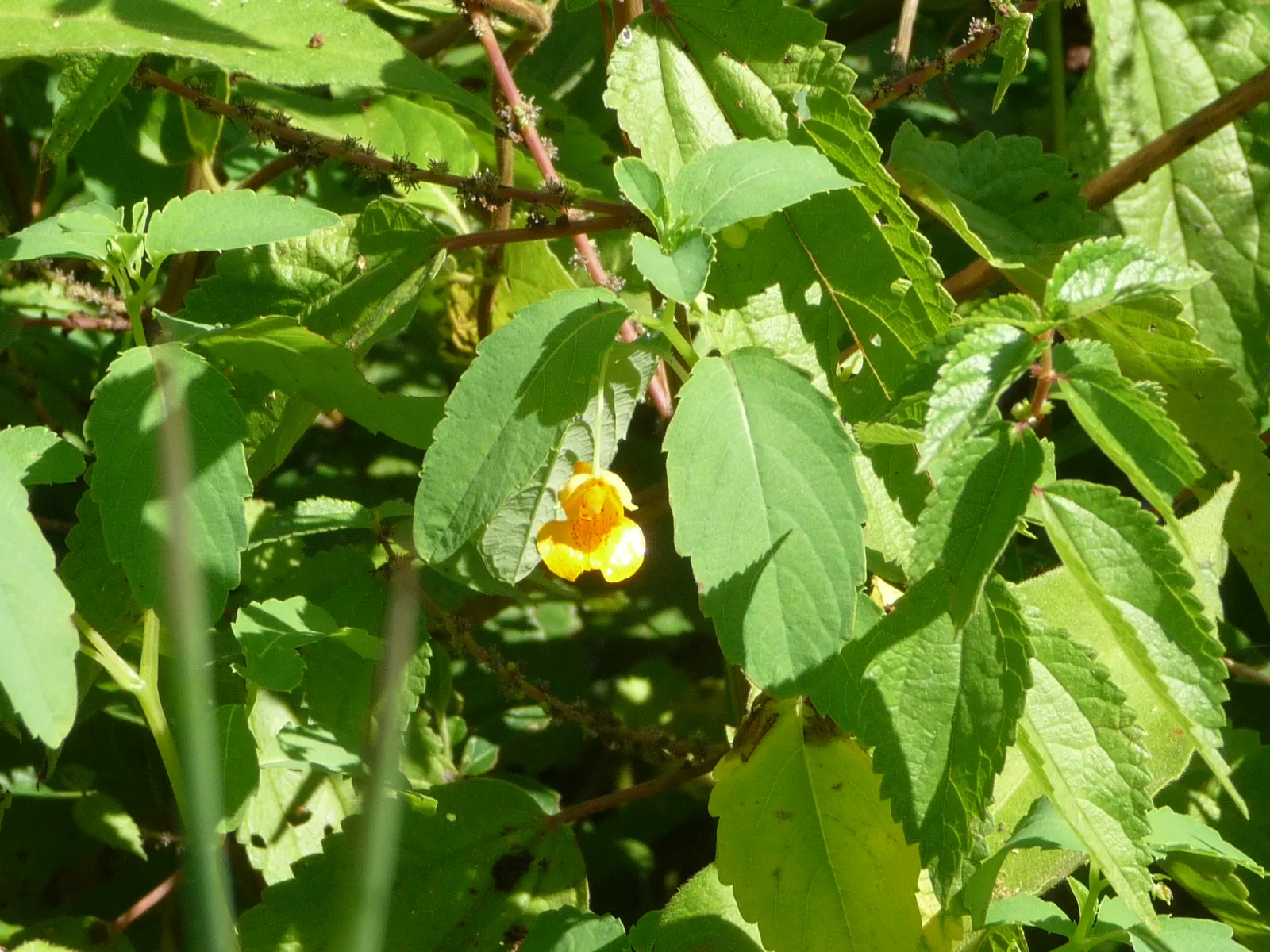 Jewelweed (Impatiens Capensis) — particularly in wet or shady areas; this plant typically reaches a height of 2 to 5 feet and spreads about 1.5 to 2 feet wide