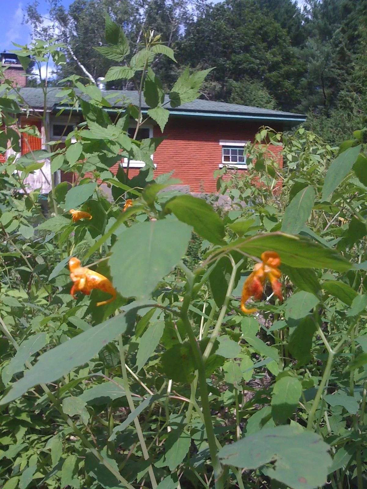 Jewelweed (Impatiens Capensis) — It's an excellent choice for naturalized areas; its natural habitat includes stream banks and moist woodlands, image 95
