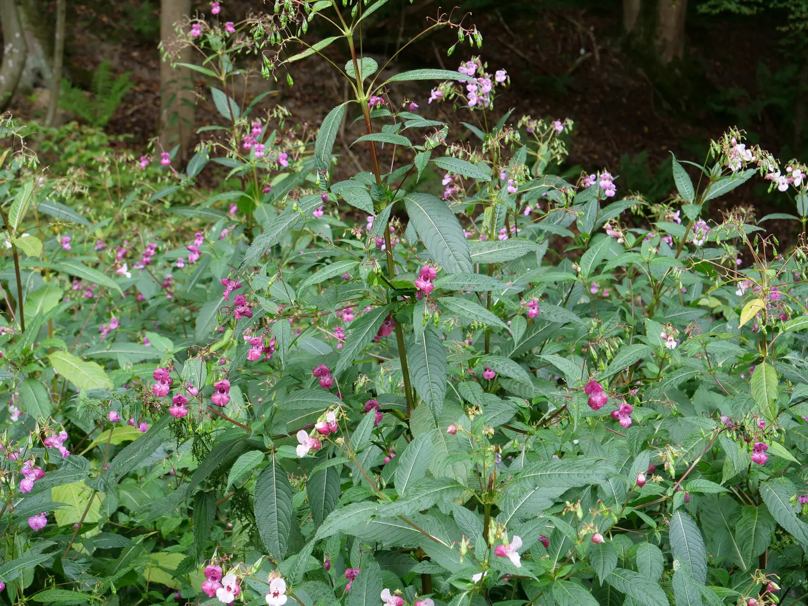 Jewelweed (Impatiens Capensis) — annual for half or shade; which adds a functional aspect to its presence in a garden setting, image 150