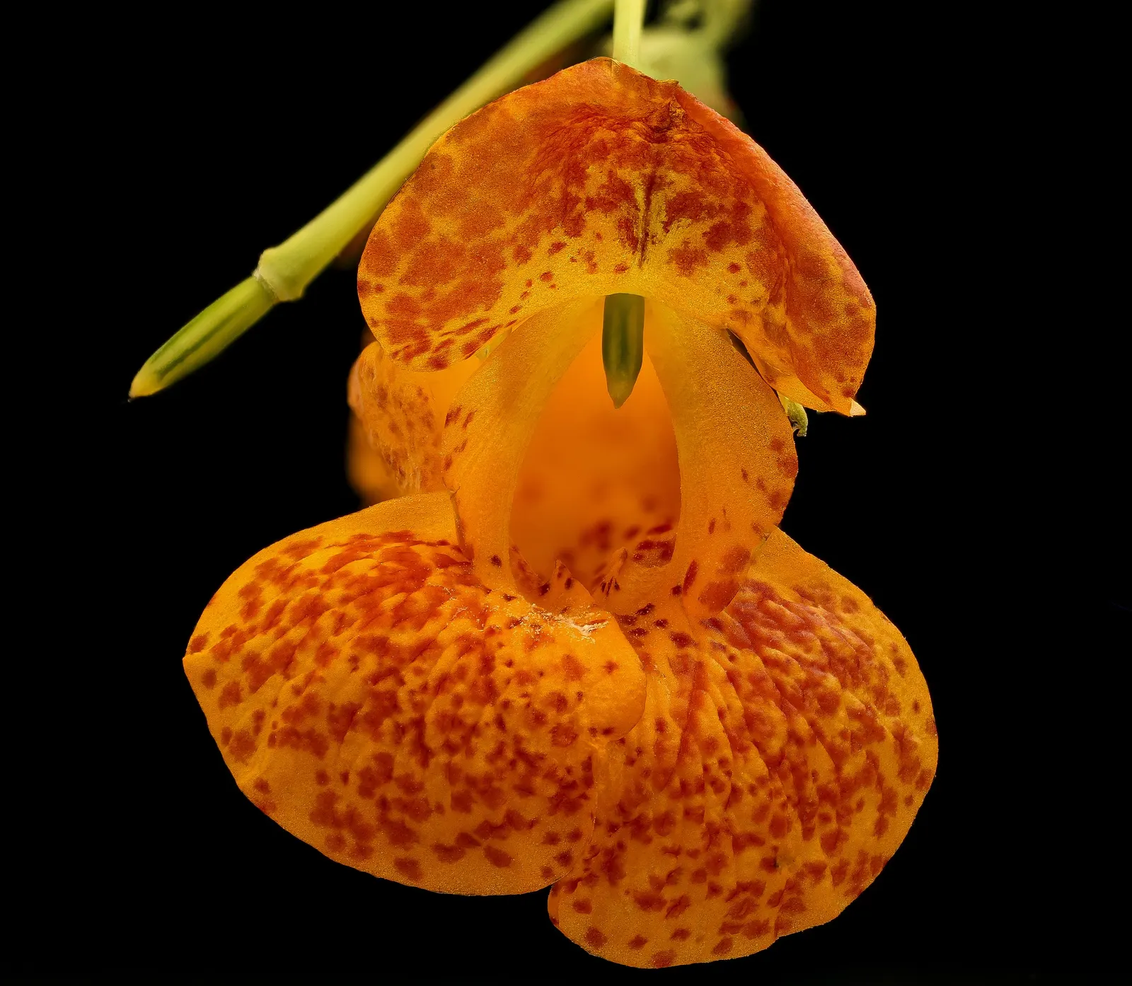 Jewelweed (Impatiens Capensis) — which adds a functional aspect to its presence in a garden setting; also known as Touch-Me-Not, image 72