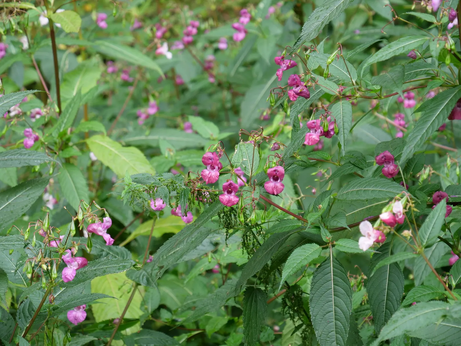 Jewelweed (Impatiens Capensis) — annual for half or shade; which adds a functional aspect to its presence in a garden setting, image 125