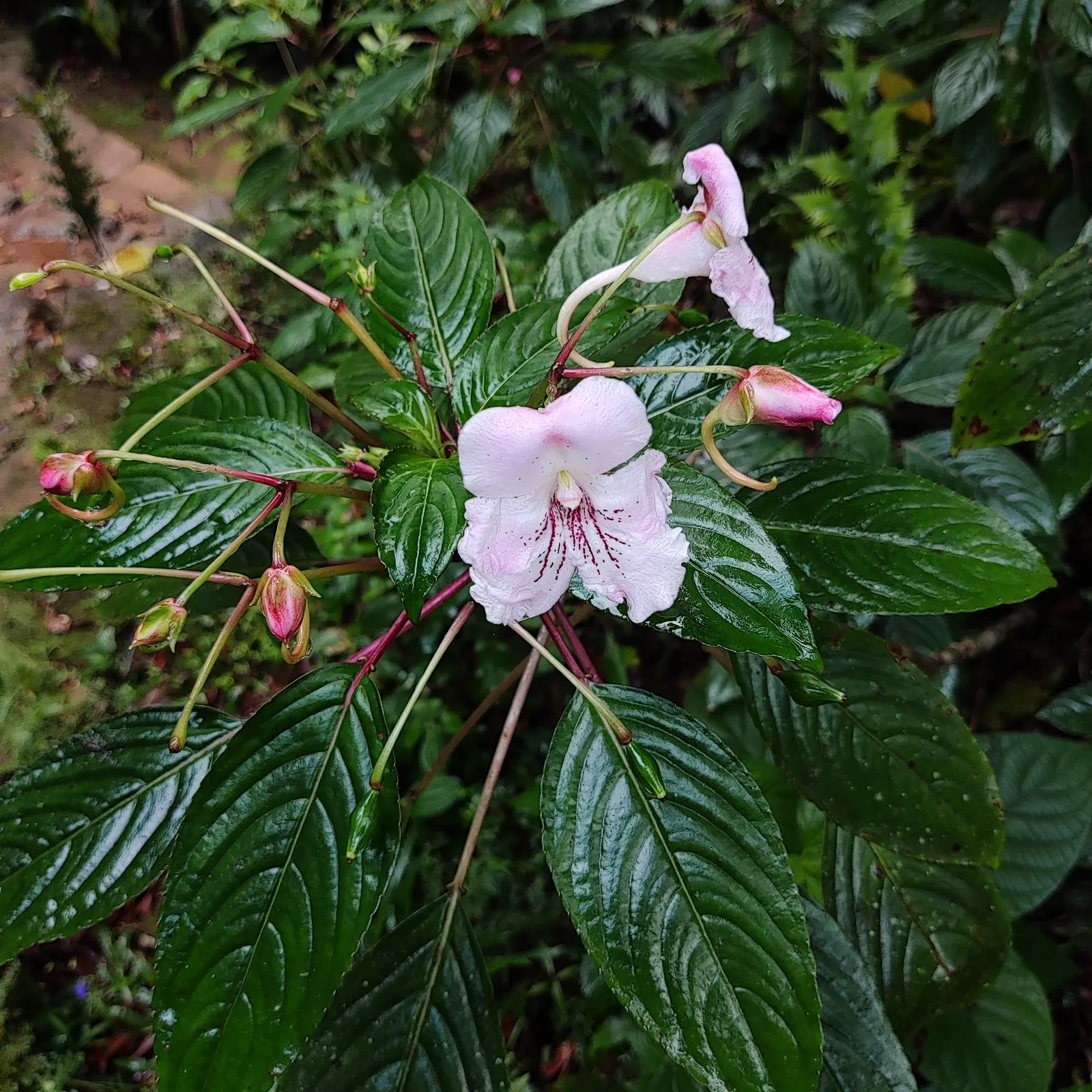 Jewelweed (Impatiens Capensis) — annual for half or shade