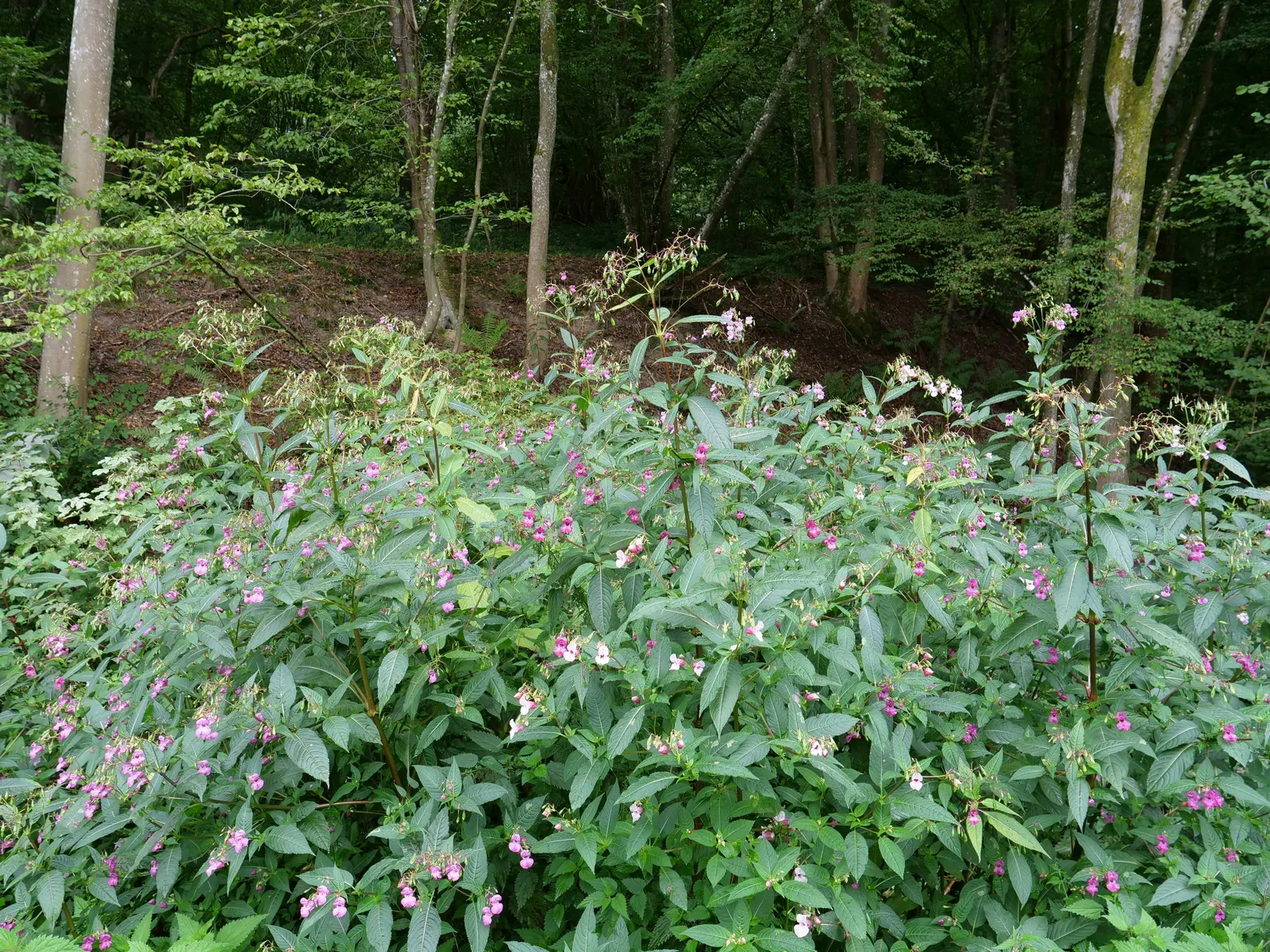 Jewelweed (Impatiens Capensis) — dispersing seeds up to several feet away; particularly in wet or shady areas, image 166