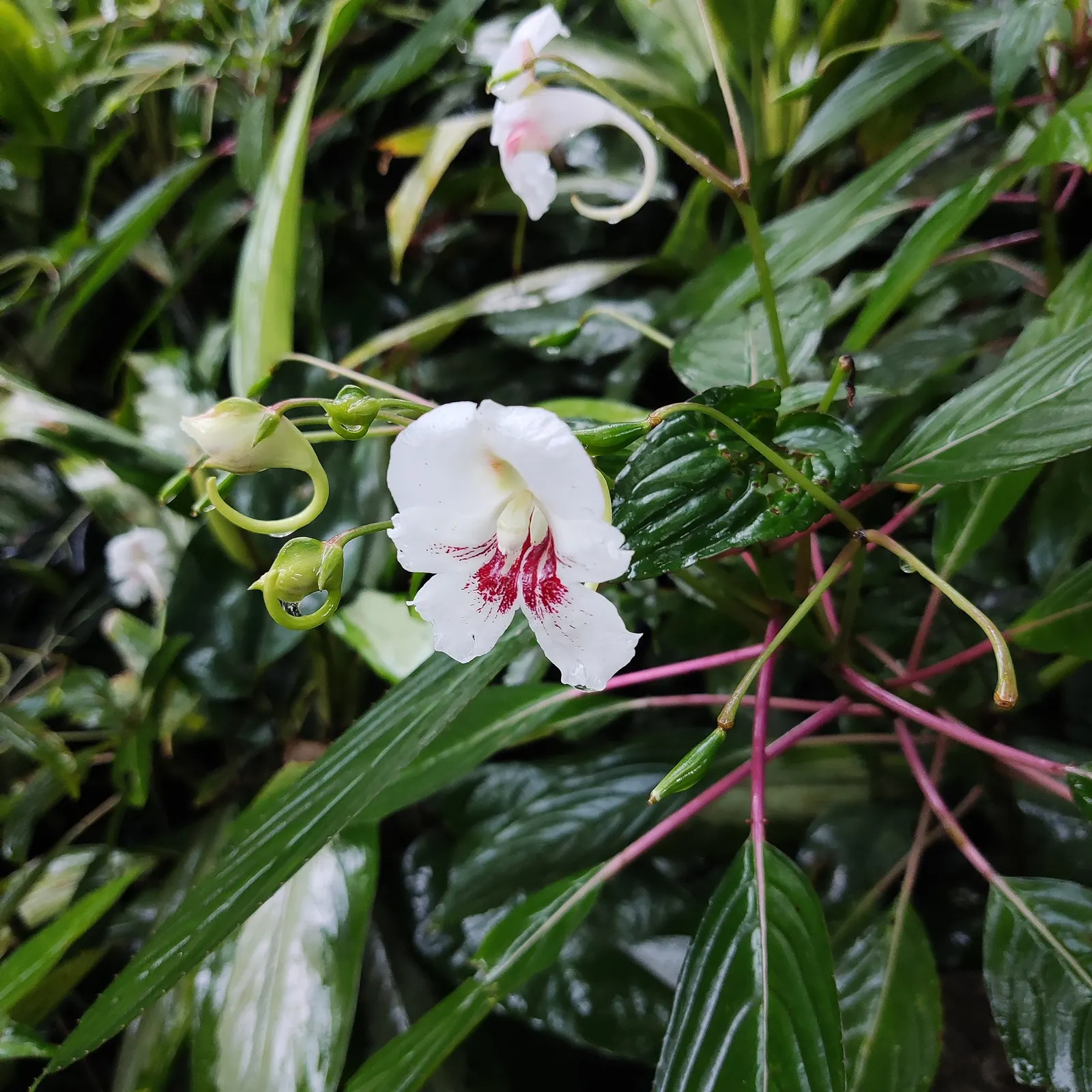 Jewelweed (Impatiens Capensis) — also known as Touch-Me-Not; its succulent stems and trumpet-shaped blooms attract hummingbirds and butterflies, image 76