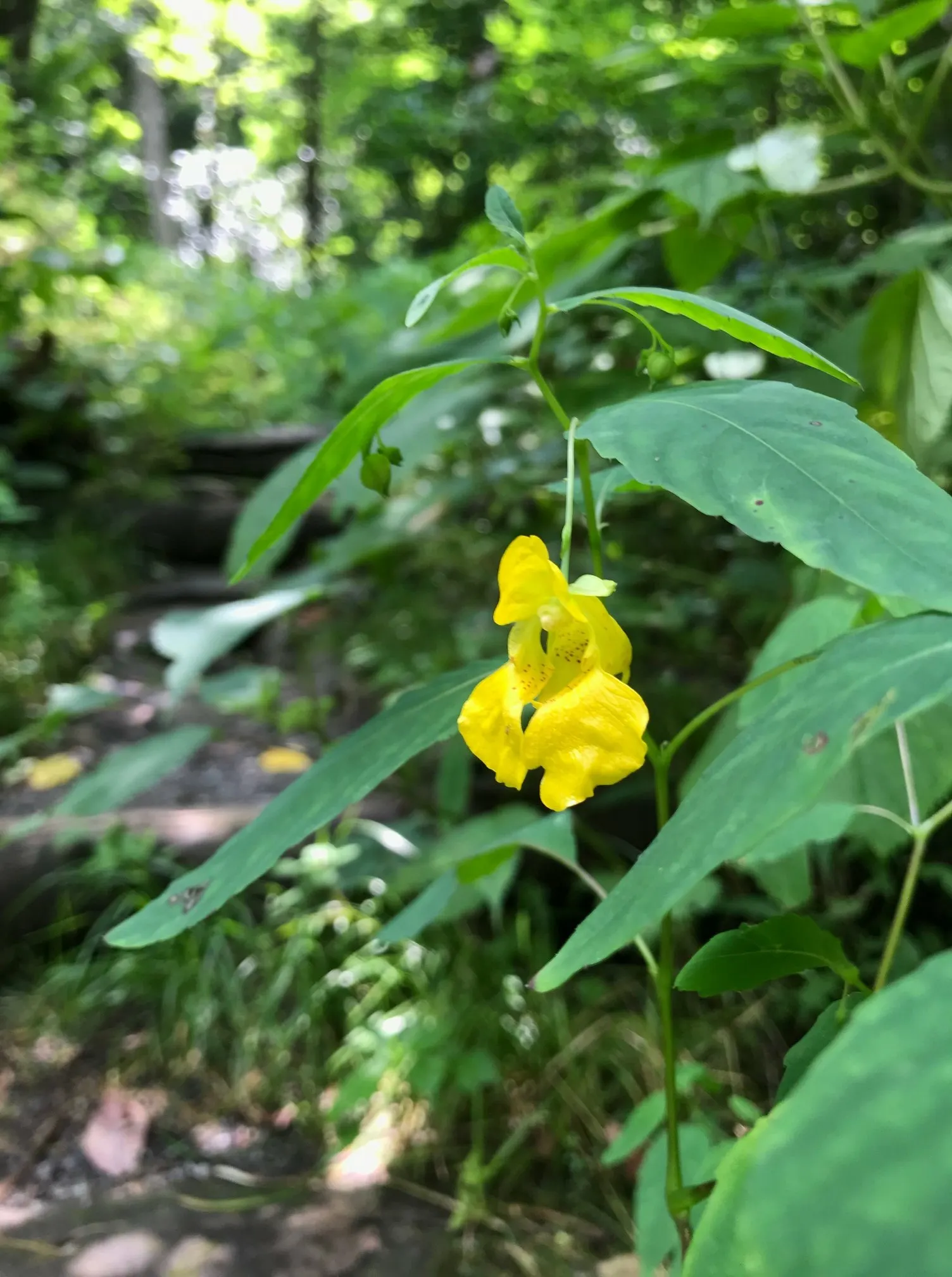 Jewelweed (Impatiens Capensis) — graces gardens with its vibrant orange-yellow flowers speckled with reddish-brown; it thrives in hardiness zones 2, image 177