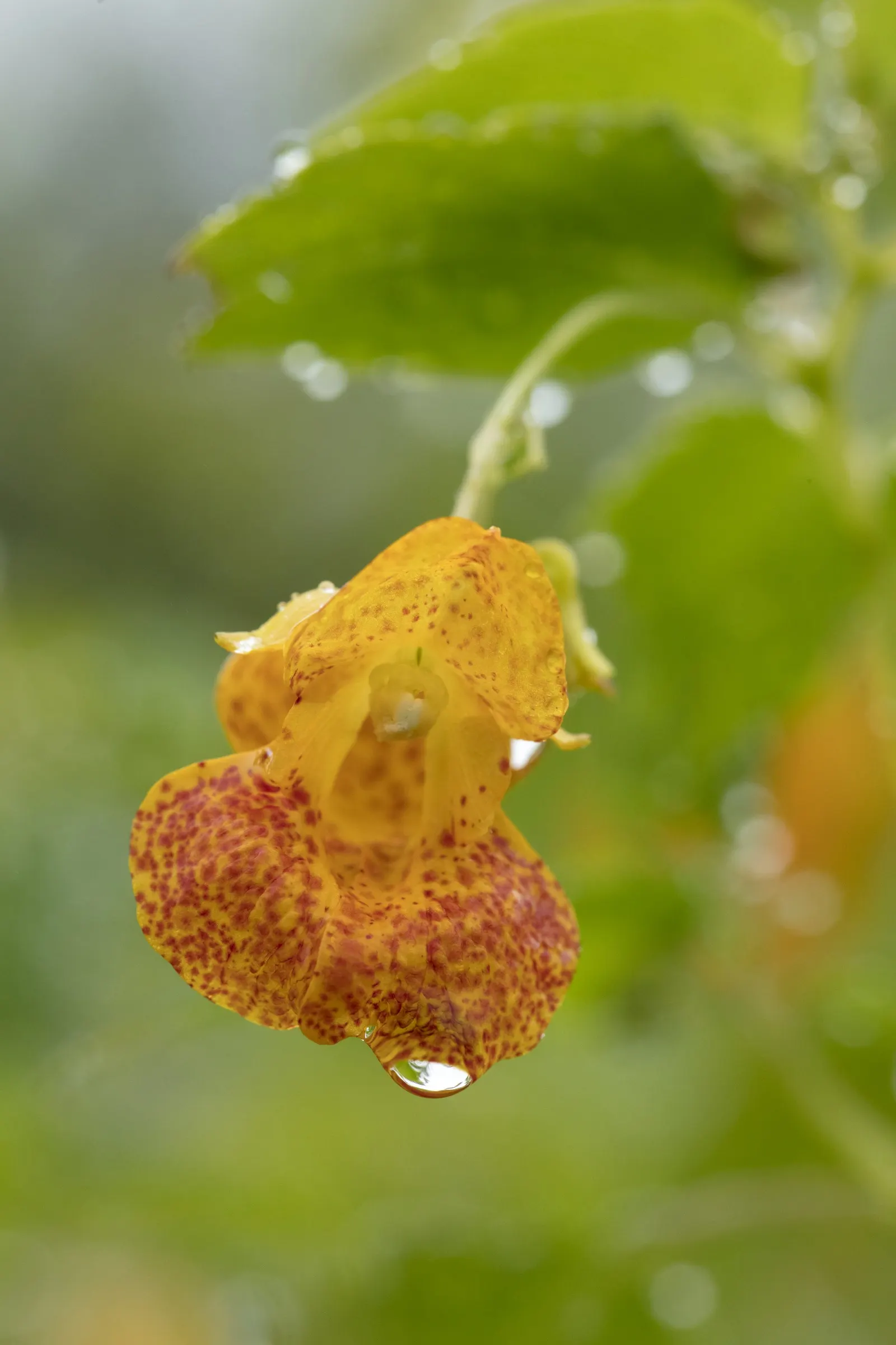 Jewelweed (Impatiens Capensis) — It thrives in hardiness zones 2 through 11 and is valued for its high tolerance to moist conditions; annual with, image 86