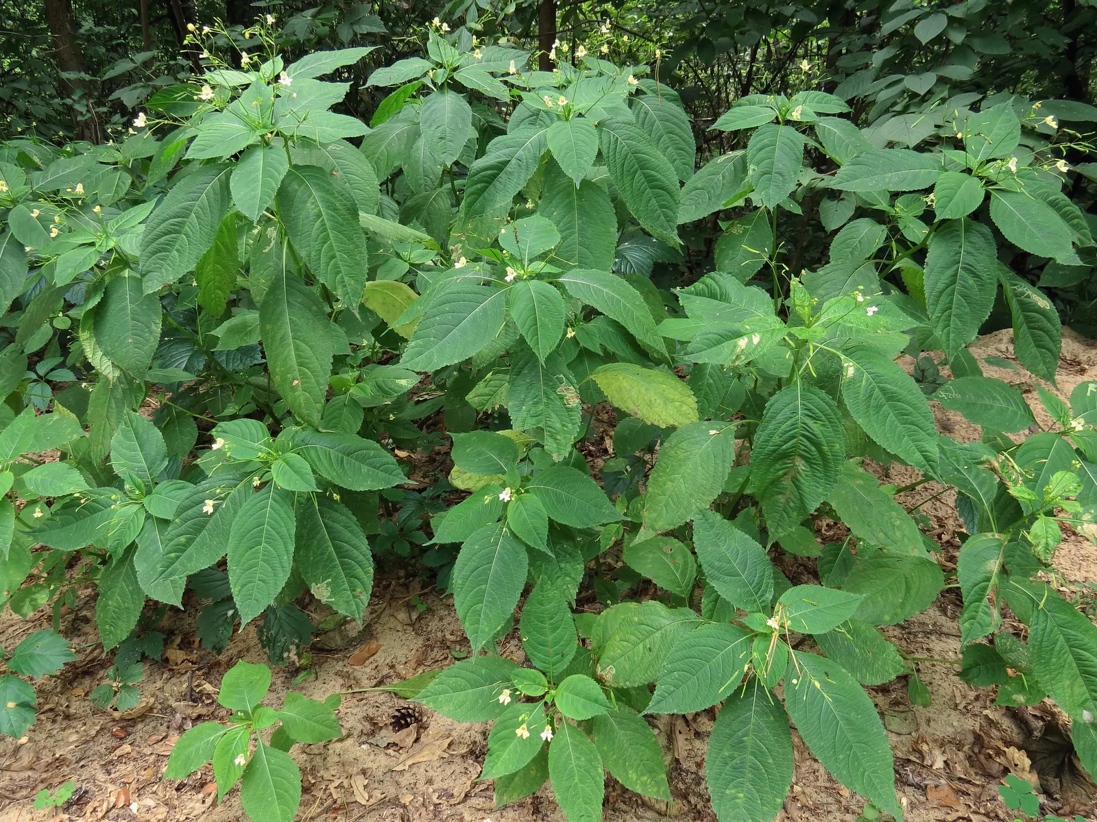 Jewelweed (Impatiens Capensis) — It thrives in hardiness zones 2 through 11 and is valued for its high tolerance to moist conditions; annual with, image 186