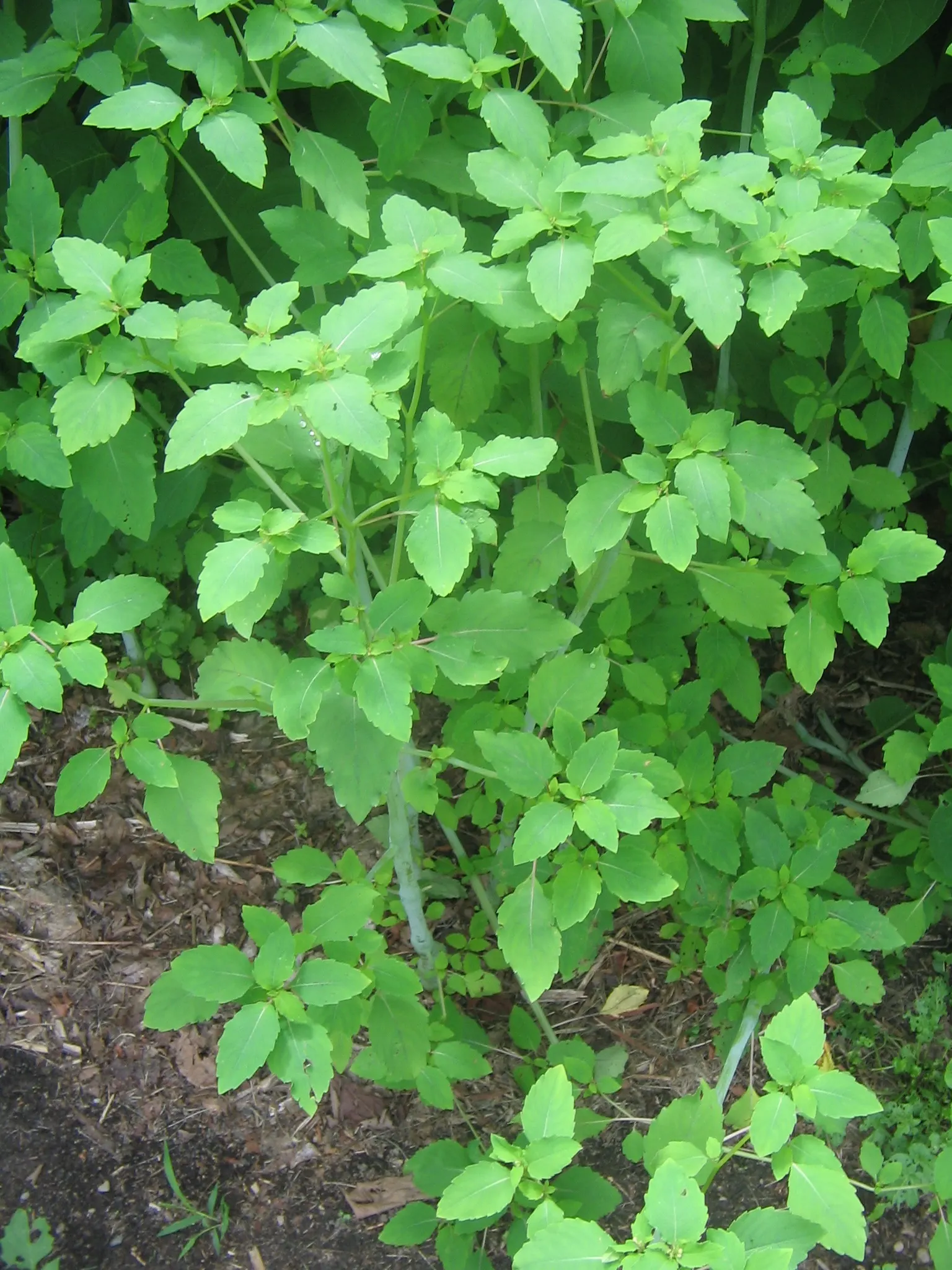 Jewelweed (Impatiens Capensis) — commonly referred to as Jewelweed or Orange Touch-Me-Not; offering not only aesthetic appeal but also serving as a, image 57