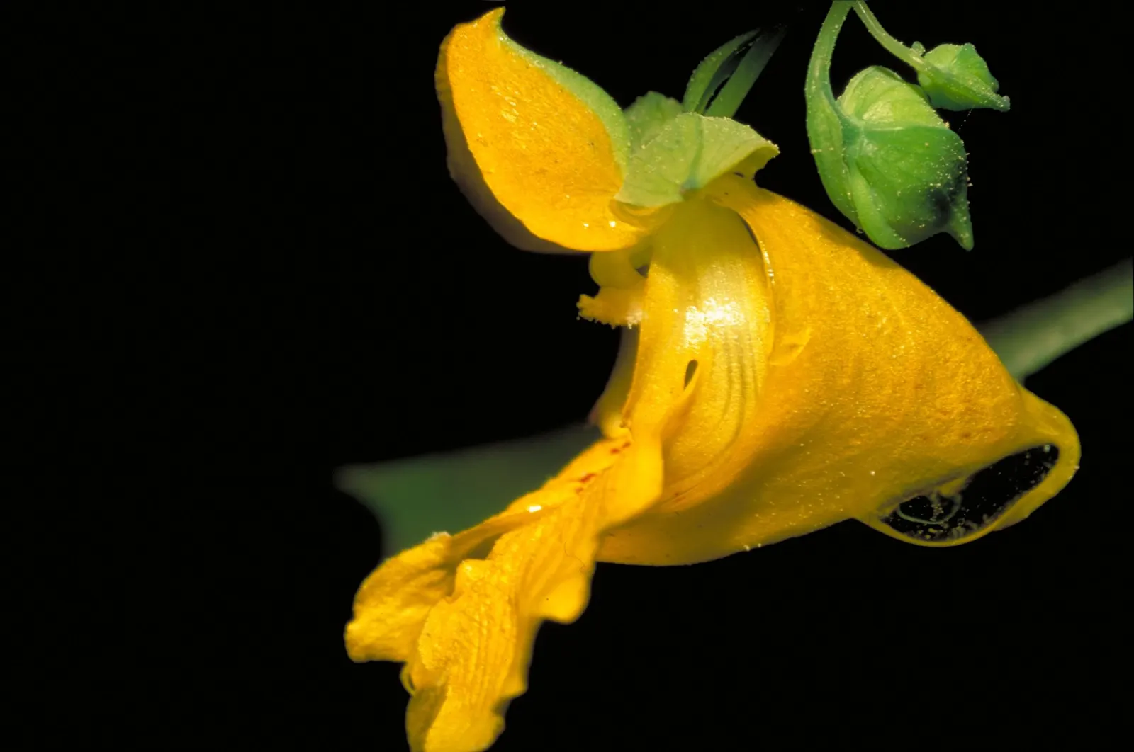 Jewelweed (Impatiens Capensis) — It thrives in hardiness zones 2 through 11 and is valued for its high tolerance to moist conditions; annual with, image 136