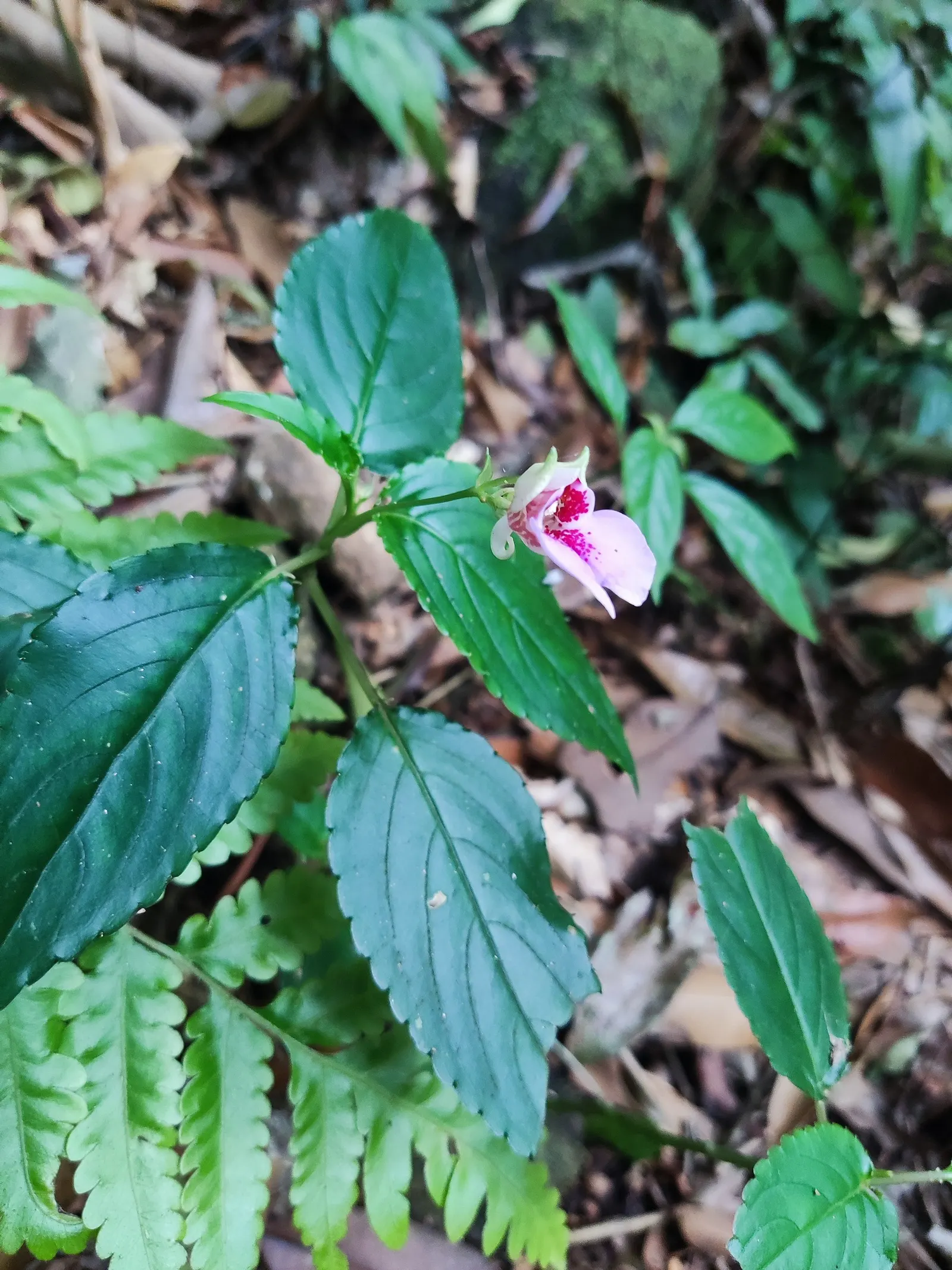 Jewelweed (Impatiens Capensis) — It thrives in hardiness zones 2 through 11 and is valued for its high tolerance to moist conditions; annual with orange blooms