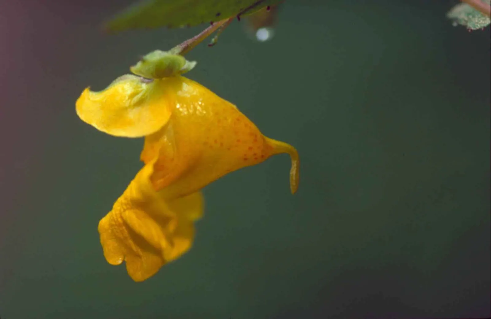 Jewelweed (Impatiens Capensis) — offering not only aesthetic appeal but also serving as a natural remedy for skin irritations; but is adaptable and, image 196