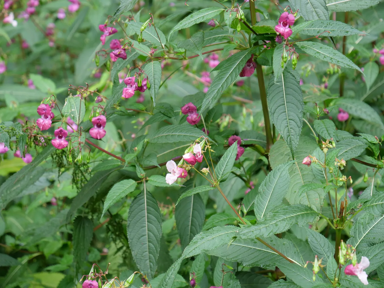 Jewelweed (Impatiens Capensis) — making it an excellent choice for wildlife gardens; commonly referred to as Jewelweed or Orange Touch-Me-Not, image 105