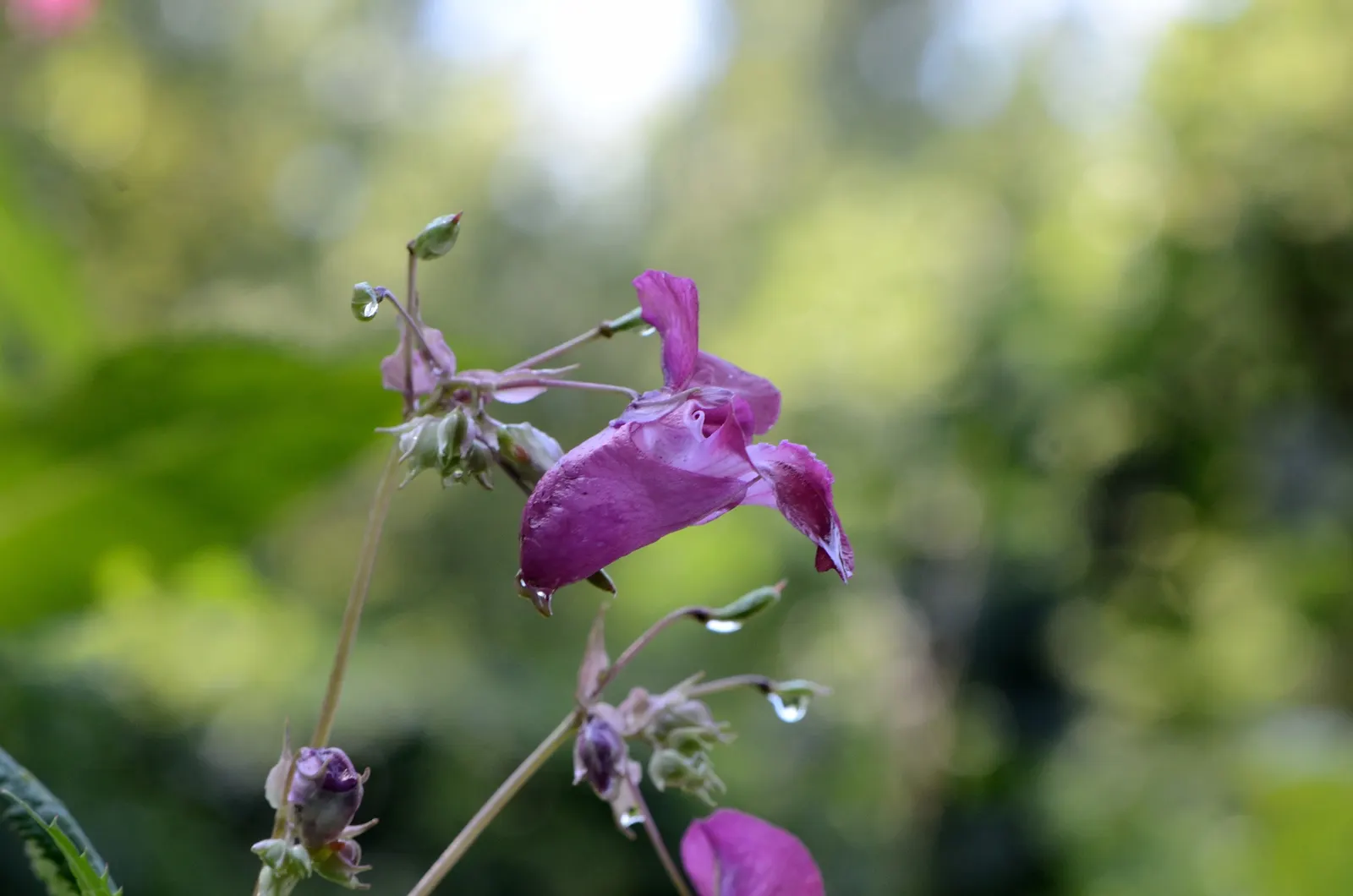 Jewelweed (Impatiens Capensis) — Its natural habitat includes stream banks and moist woodlands; it's a self-seeding annual that can spread, image 112