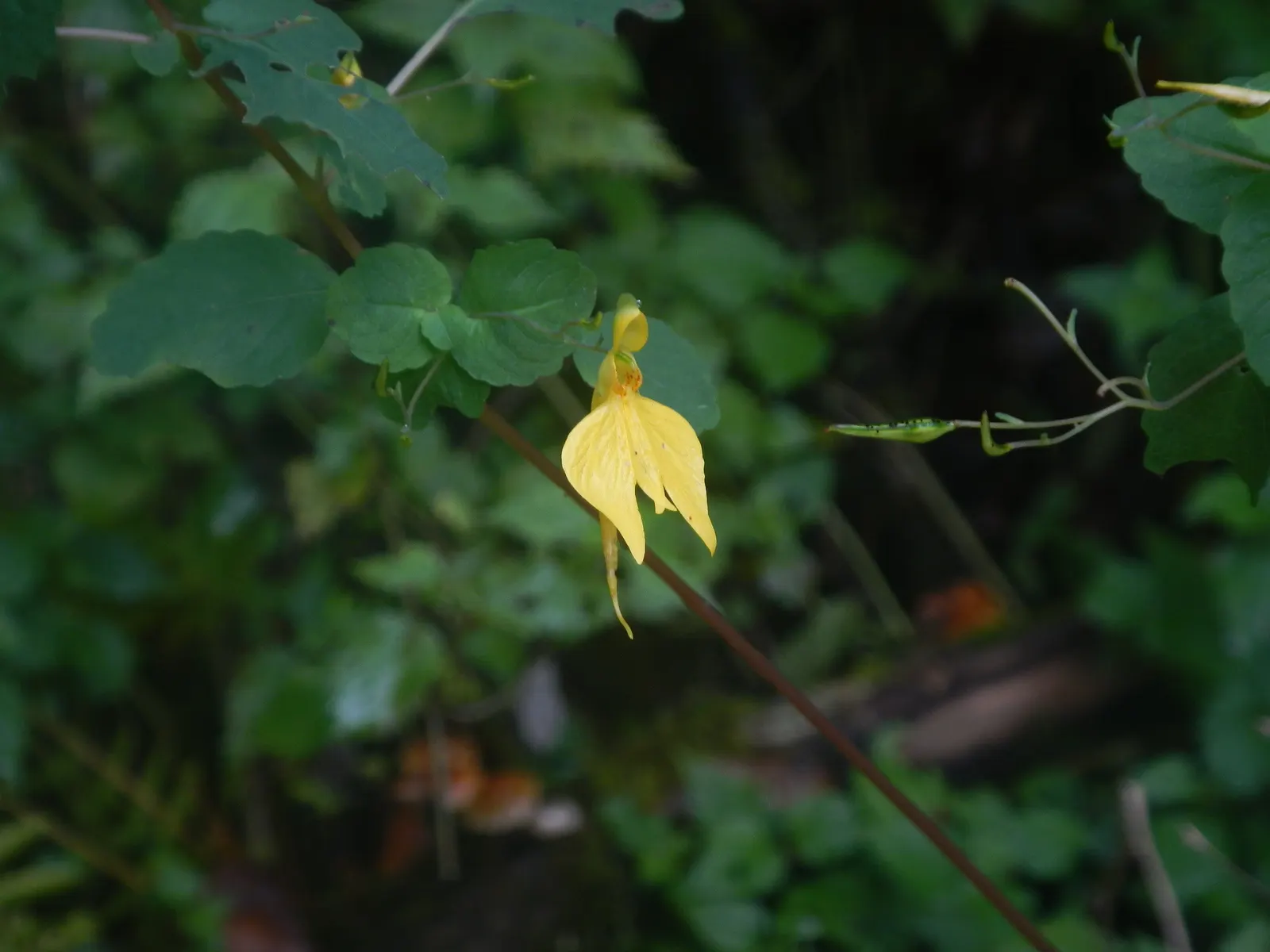 Jewelweed (Impatiens Capensis) — making it an excellent choice for wildlife gardens; commonly referred to as Jewelweed or Orange Touch-Me-Not, image 55