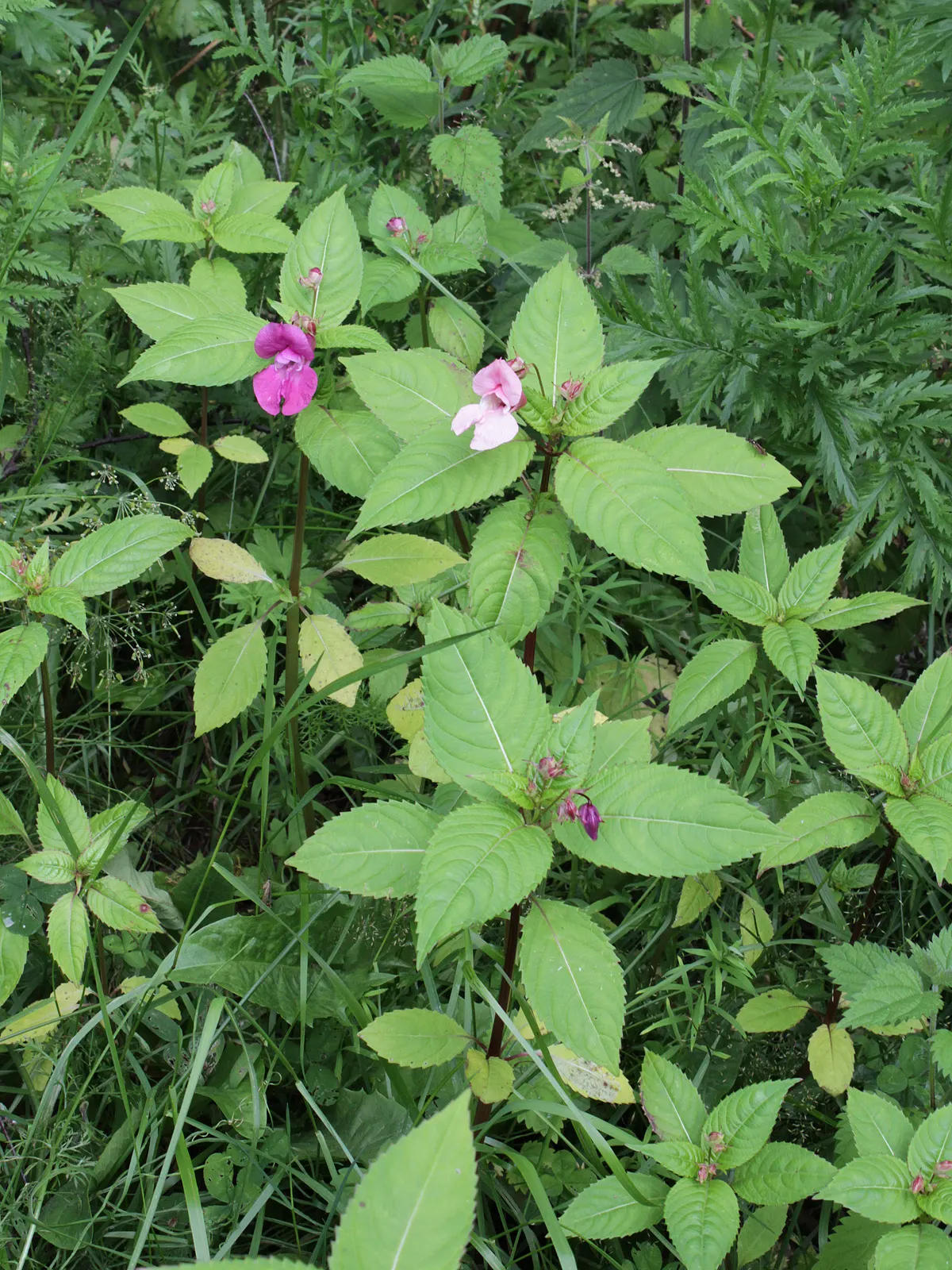 Jewelweed (Impatiens Capensis) — Its natural habitat includes stream banks and moist woodlands; it's a self-seeding annual that can spread, image 137