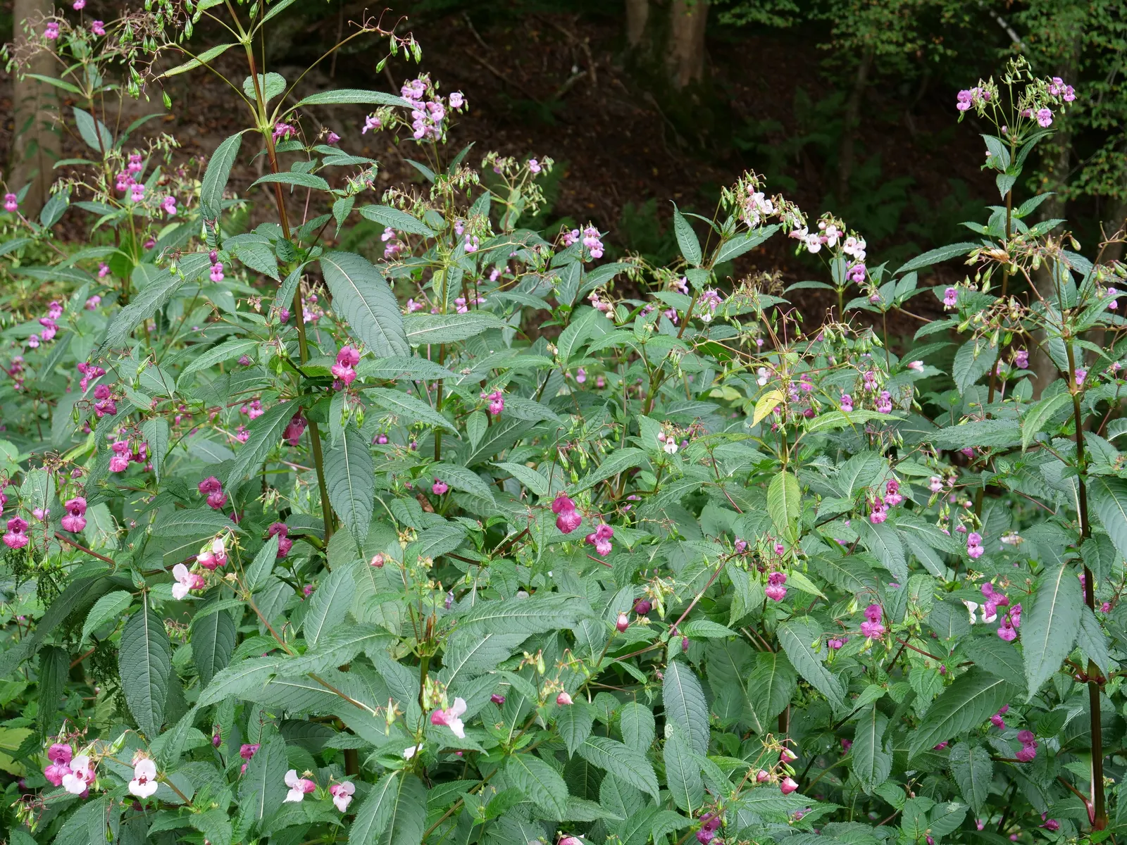 Jewelweed (Impatiens Capensis) — making it an excellent choice for wildlife gardens