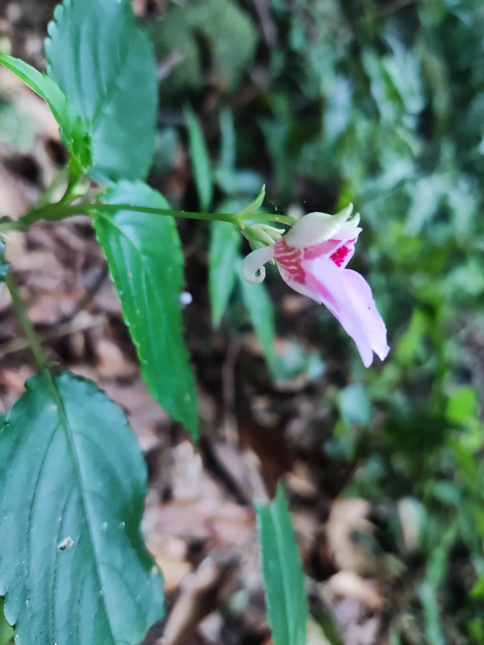 Jewelweed (Impatiens Capensis) — Its succulent stems and trumpet-shaped blooms attract hummingbirds and butterflies; annual for half or shade, image 179