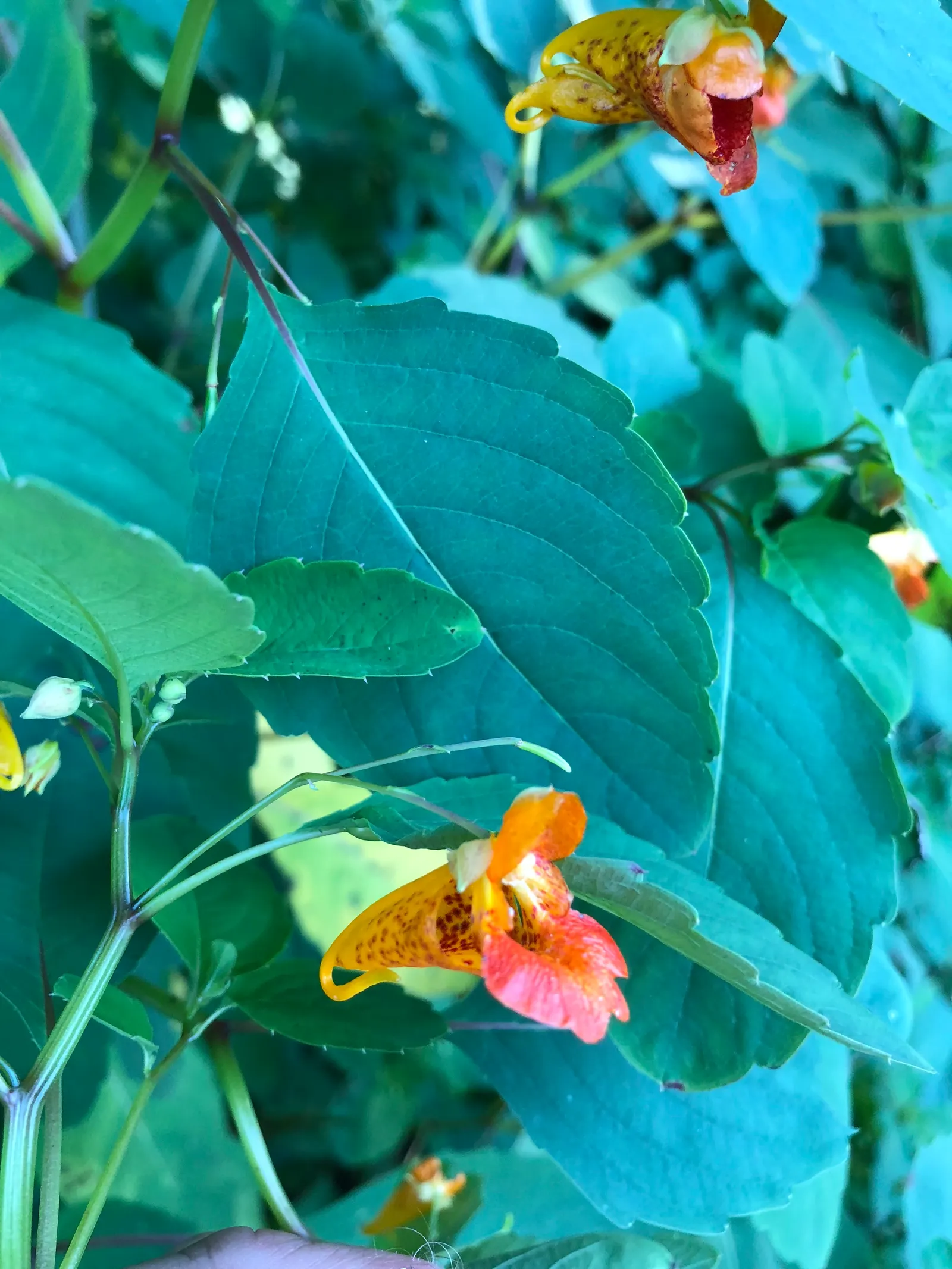 Jewelweed (Impatiens Capensis) — This plant typically reaches a height of 2 to 5 feet and spreads about 1.5 to 2 feet wide; a characteristic that, image 110