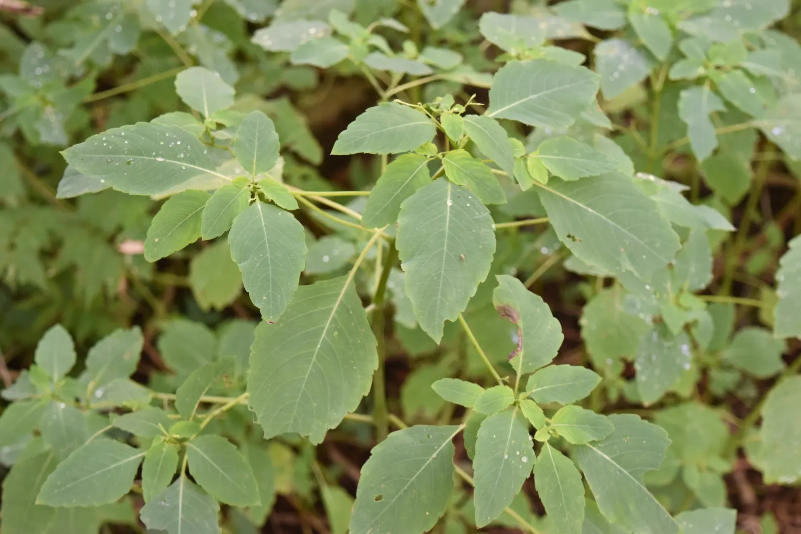 Jewelweed (Impatiens Capensis) — particularly in wet or shady areas; this plant typically reaches a height of 2 to 5 feet and spreads about 1.5 to, image 134