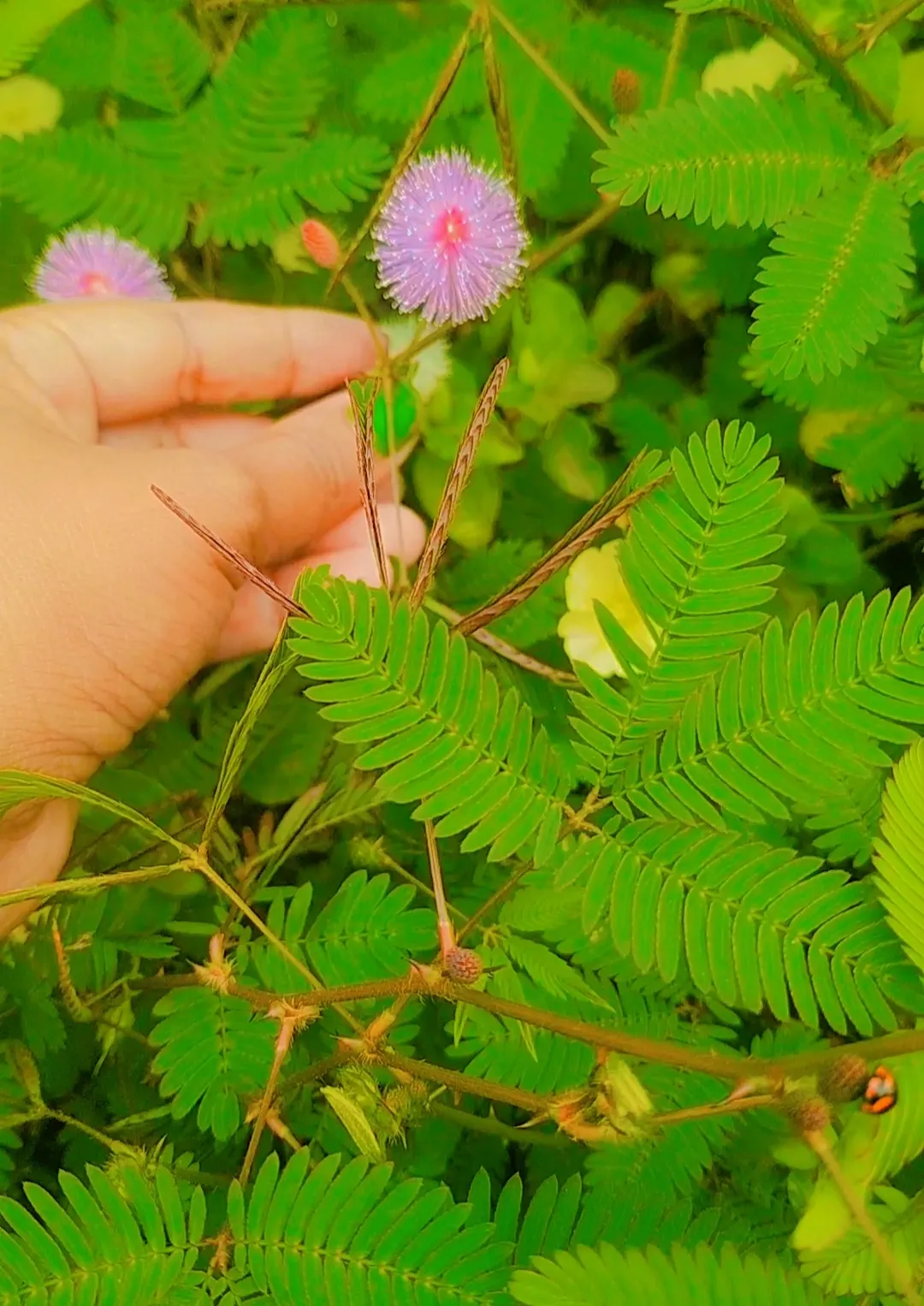 Jewelweed (Impatiens Capensis) — a characteristic that has earned it the nickname 'Touch-Me-Not.'<br><br>For landscape purposes; dispersing seeds up to several