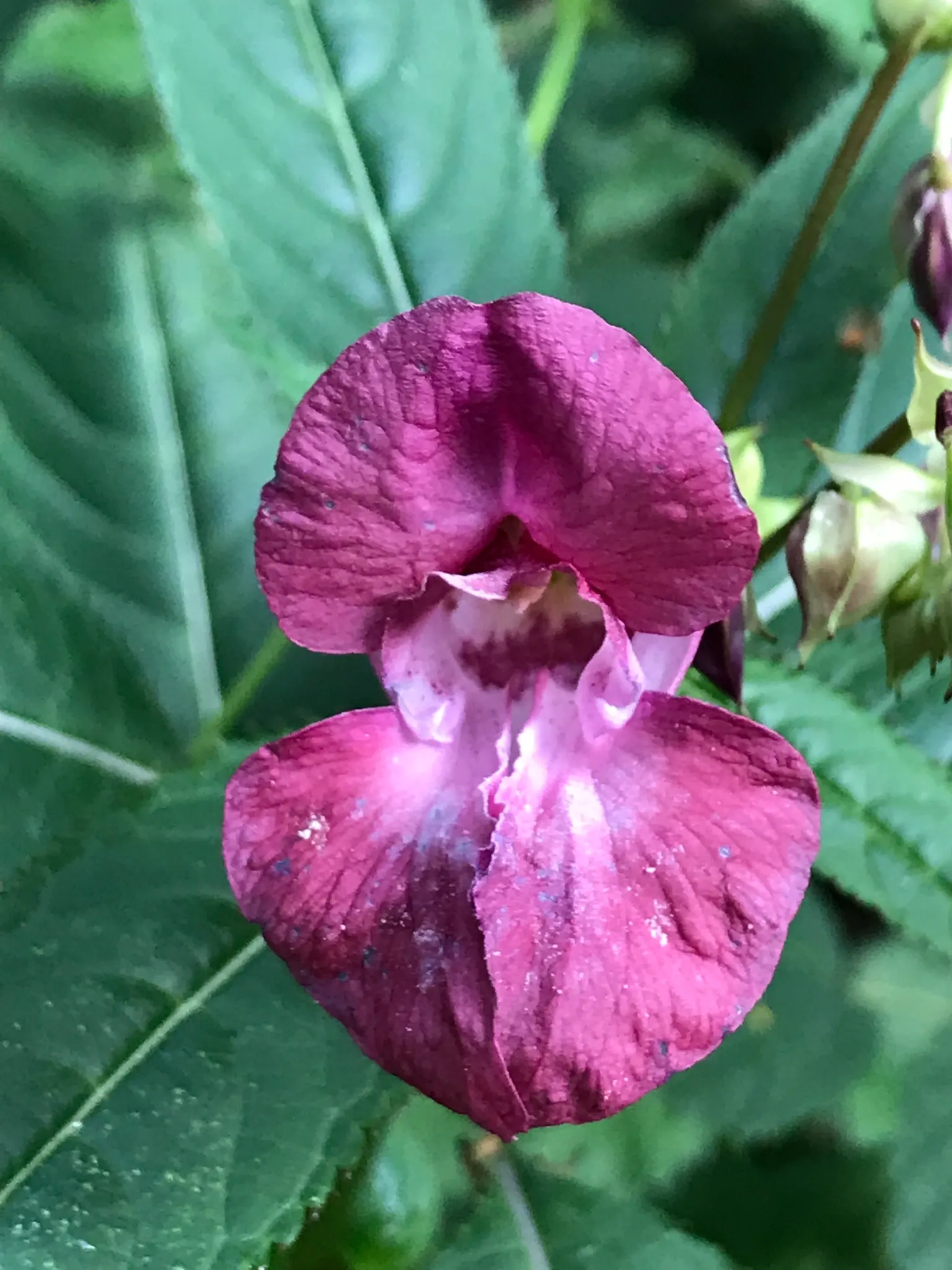Jewelweed (Impatiens Capensis) — offering not only aesthetic appeal but also serving as a natural remedy for skin irritations; but is adaptable and, image 96