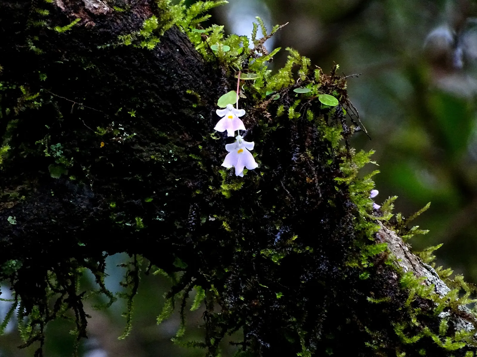 Jewelweed (Impatiens Capensis) — is a North American native annual plant that can be a delightful addition to your landscape; this North American, image 183